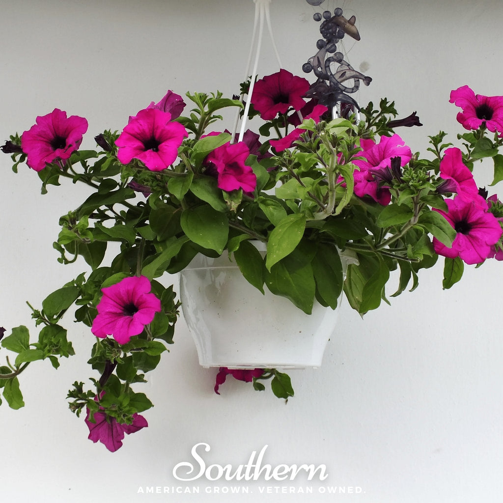 Shanin Wild Petunia – 250 Seeds | | Wiccan Center