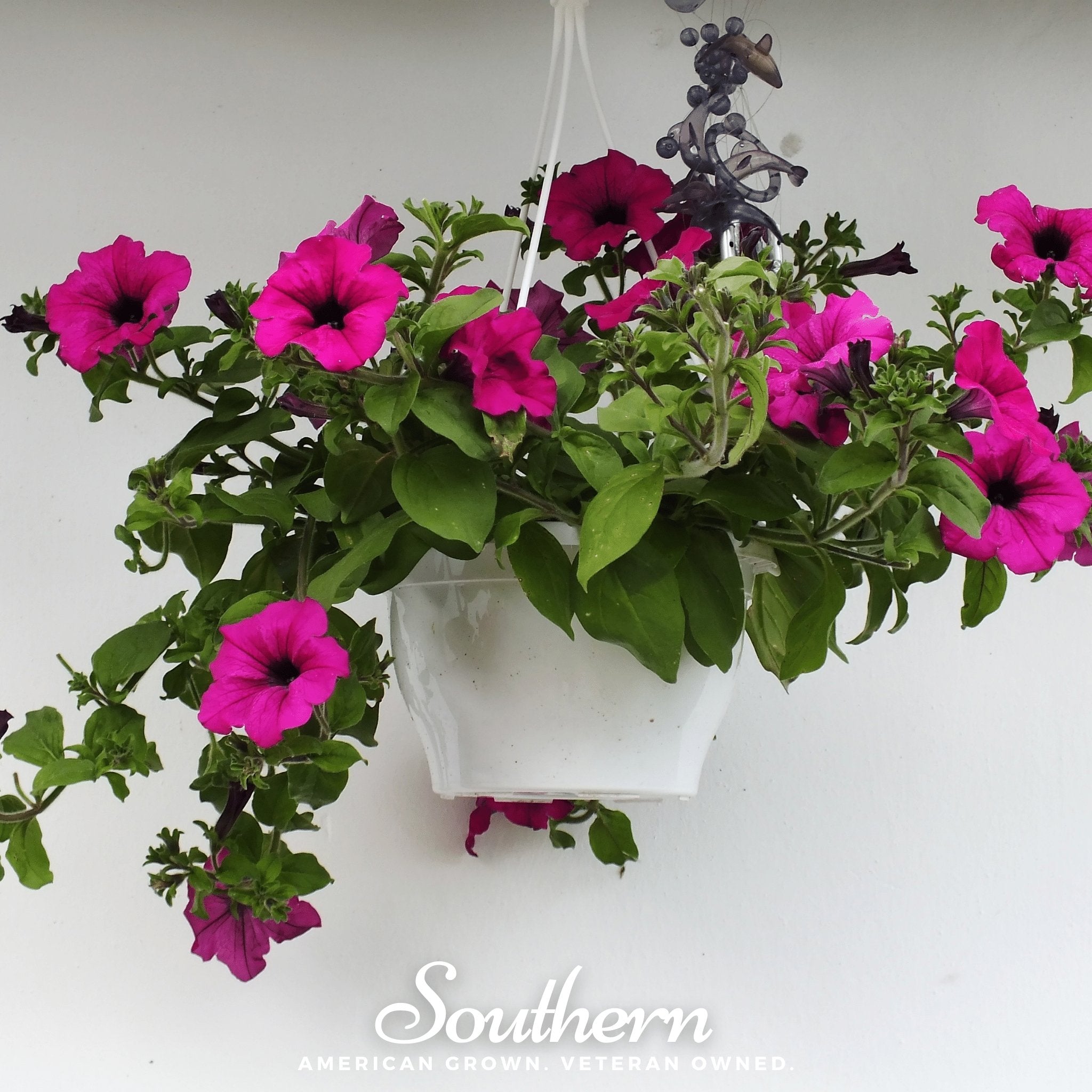Shanin Wild Petunia – 250 Seeds | | Wiccan Center