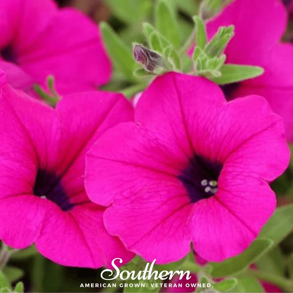 Shanin Wild Petunia – 250 Seeds | | Wiccan Center