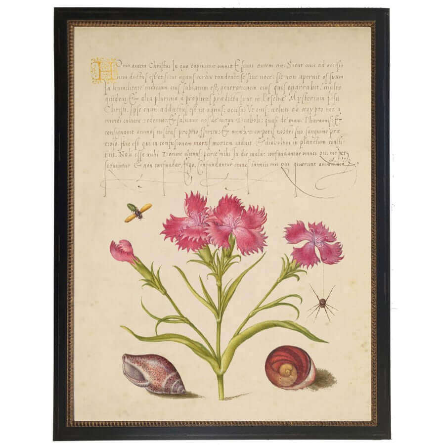 Pink Flowers and Calligraphy 1500s Bookplate Reproduction Print in Black Beaded Frame | Art | Wiccan Center