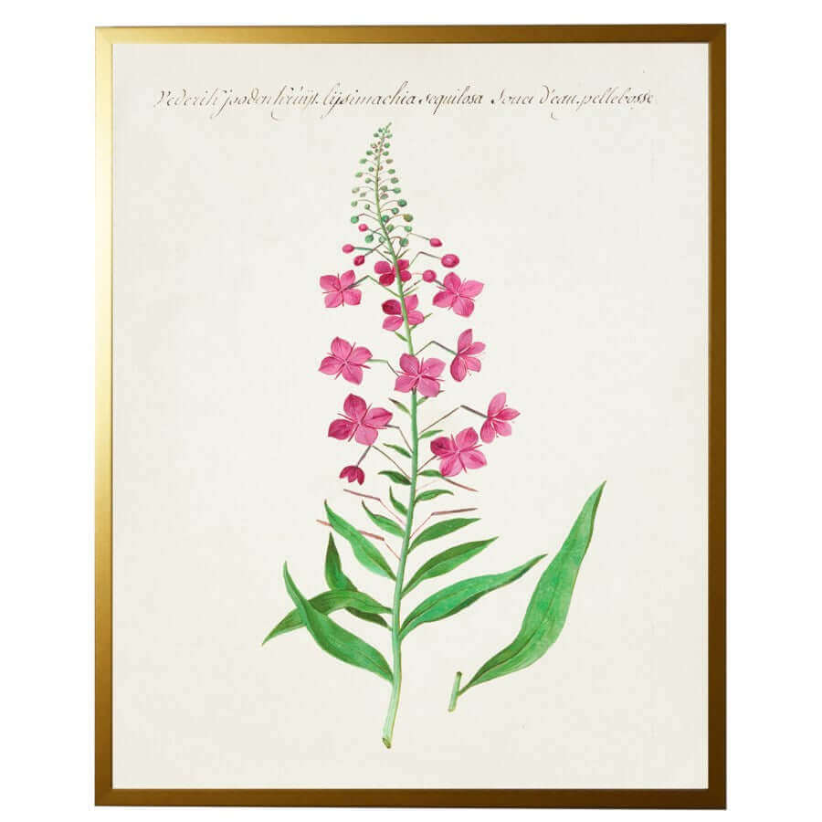 Pink Flowers Vintage Bookplate Reproduction Botanical Print in Gold Shadowbox Frame | Art | Wiccan Center
