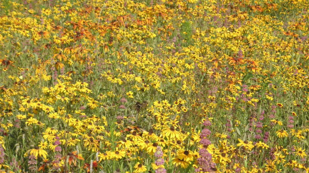Southwest Native Meadowscaping Mix Alternative Lawn Seed | | Wiccan Center