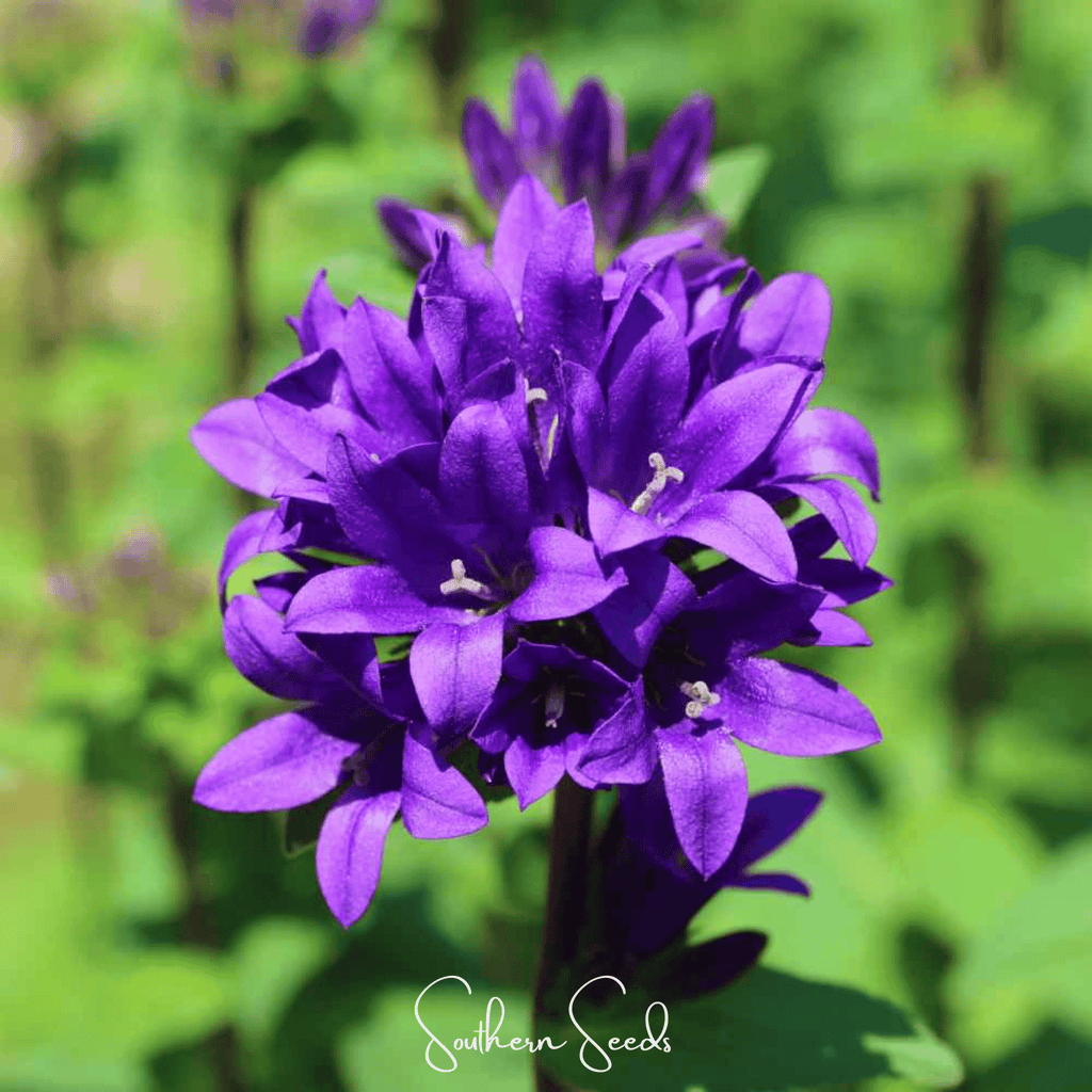 Pixie Patch Seed Collection – 10 Enchanted Varieties | Seeds | Wiccan Center