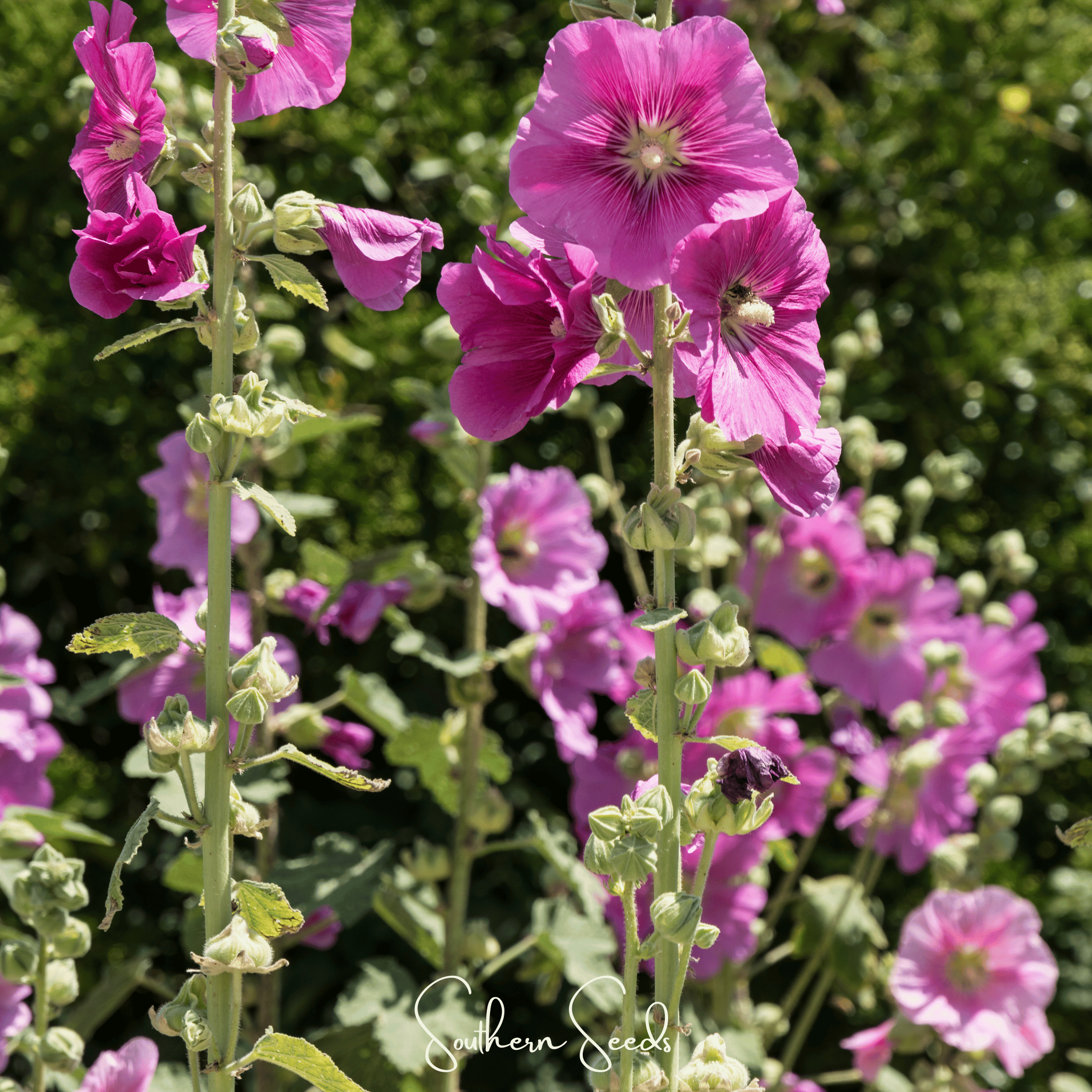 Pixie Patch Seed Collection – 10 Enchanted Varieties | Seeds | Wiccan Center