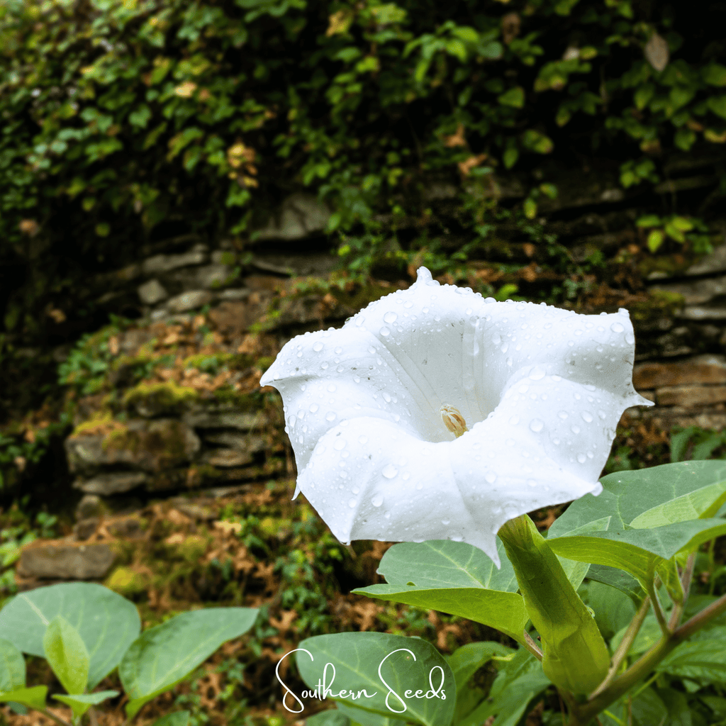 Pixie Patch Seed Collection – 10 Enchanted Varieties | Seeds | Wiccan Center