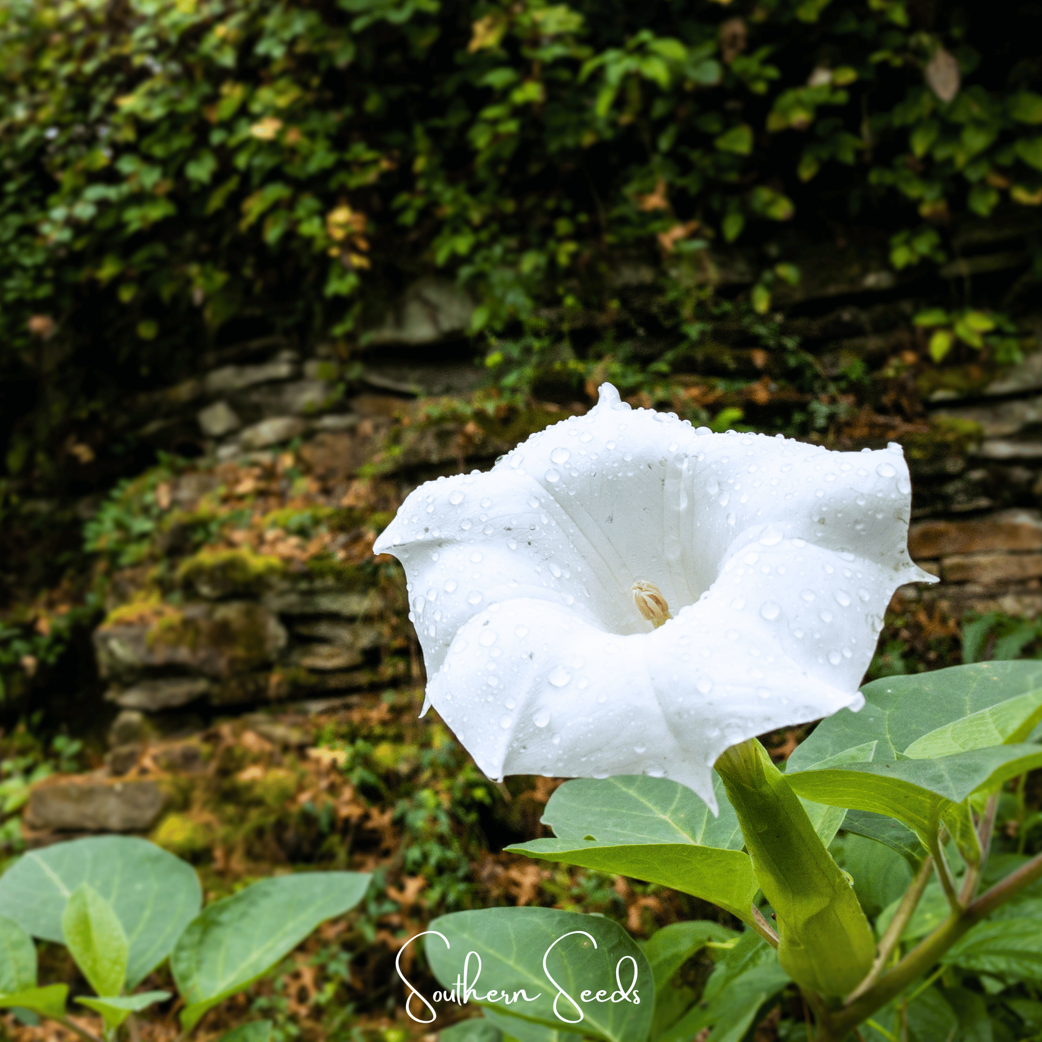 Pixie Patch Seed Collection – 10 Enchanted Varieties | Seeds | Wiccan Center