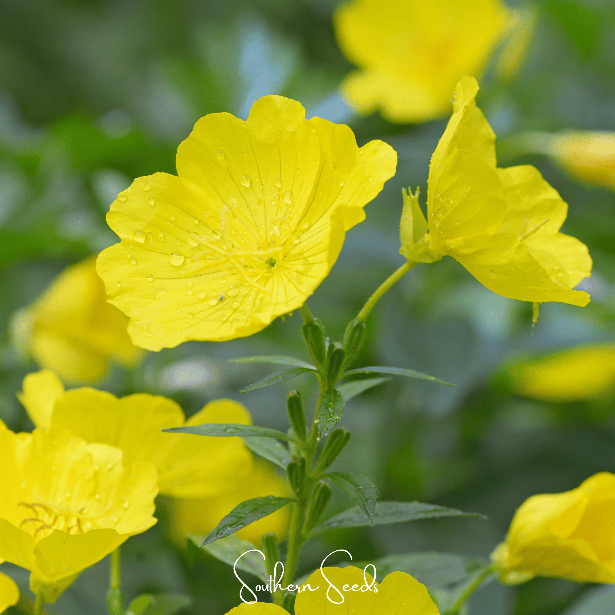 Pixie Patch Seed Collection – 10 Enchanted Varieties | Seeds | Wiccan Center