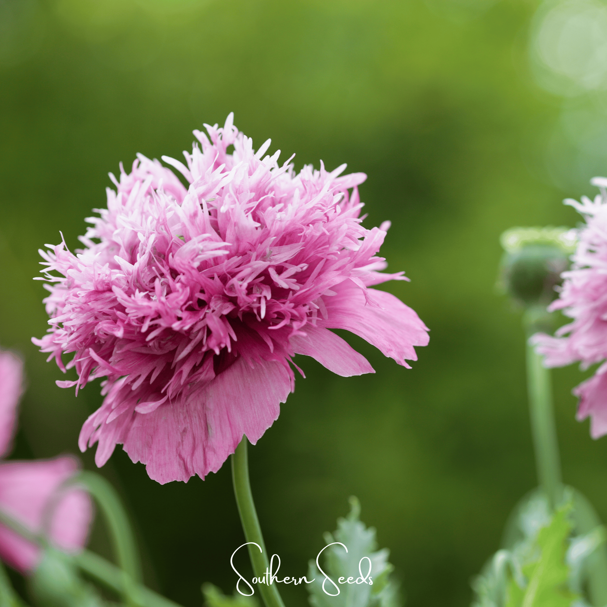 Pixie Patch Seed Collection – 10 Enchanted Varieties | Seeds | Wiccan Center