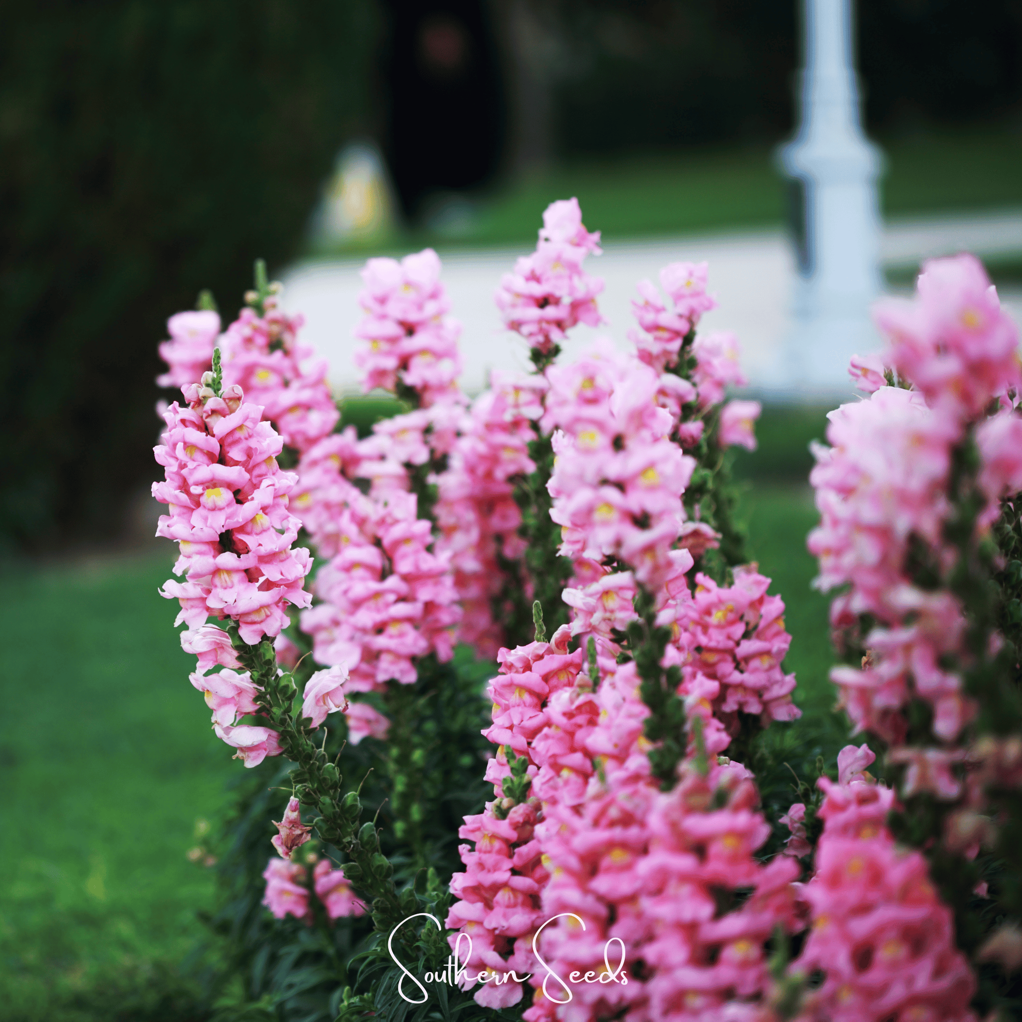 Pixie Patch Seed Collection – 10 Enchanted Varieties | Seeds | Wiccan Center