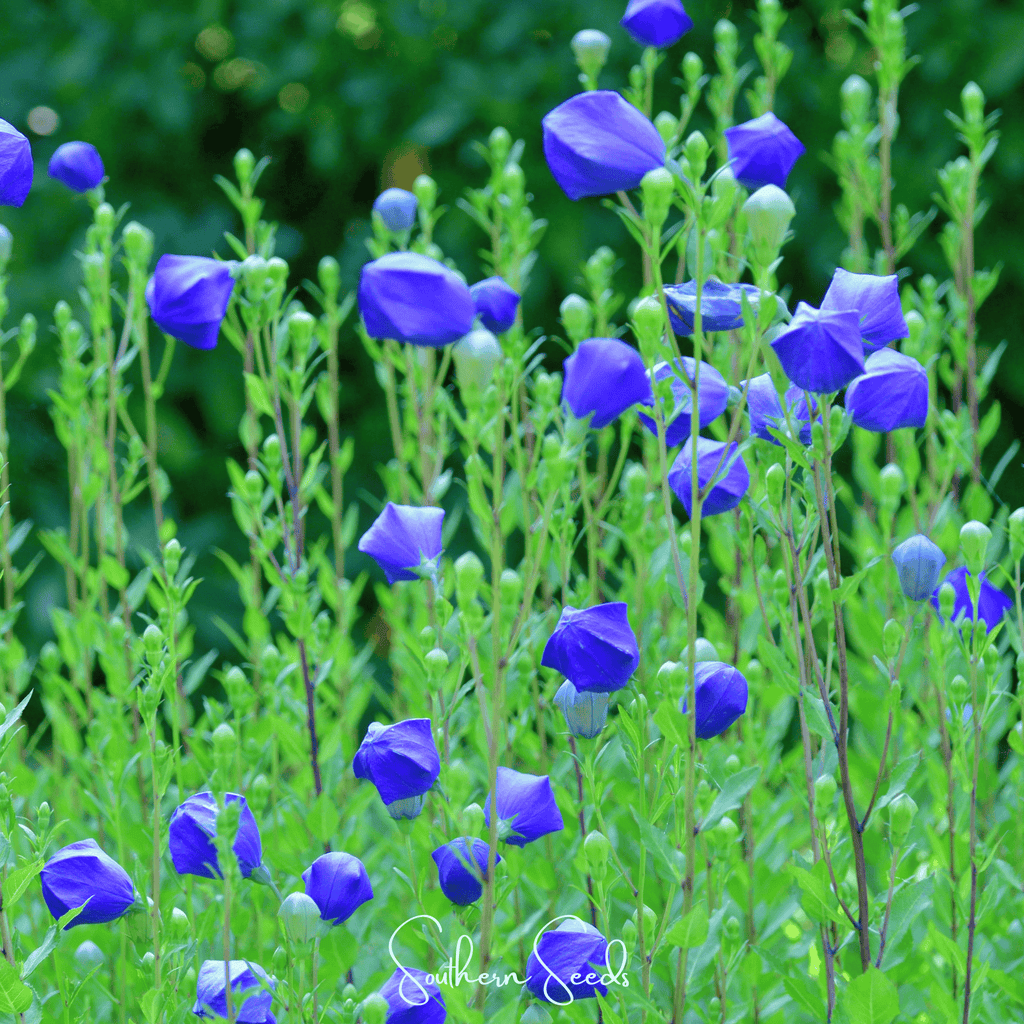 Pixie Patch Seed Collection – 10 Enchanted Varieties | Seeds | Wiccan Center