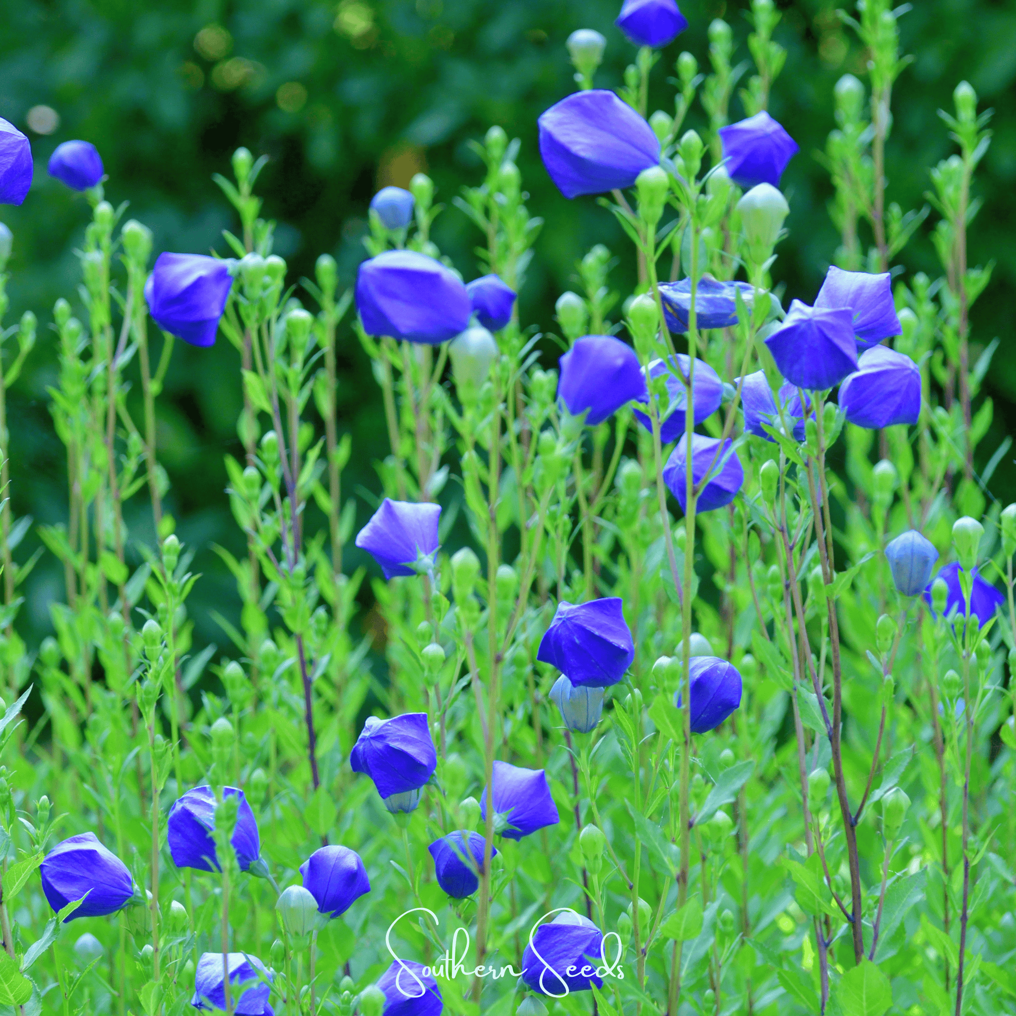 Pixie Patch Seed Collection – 10 Enchanted Varieties | Seeds | Wiccan Center