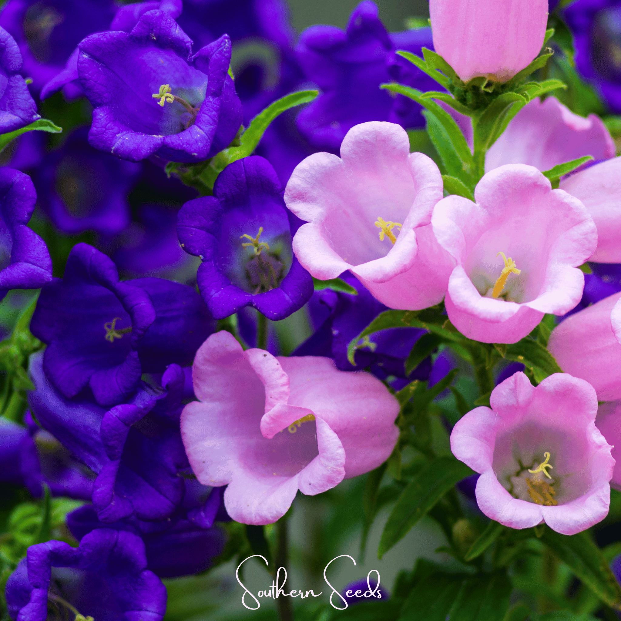 Pixie Patch Seed Collection – 10 Enchanted Varieties | Seeds | Wiccan Center