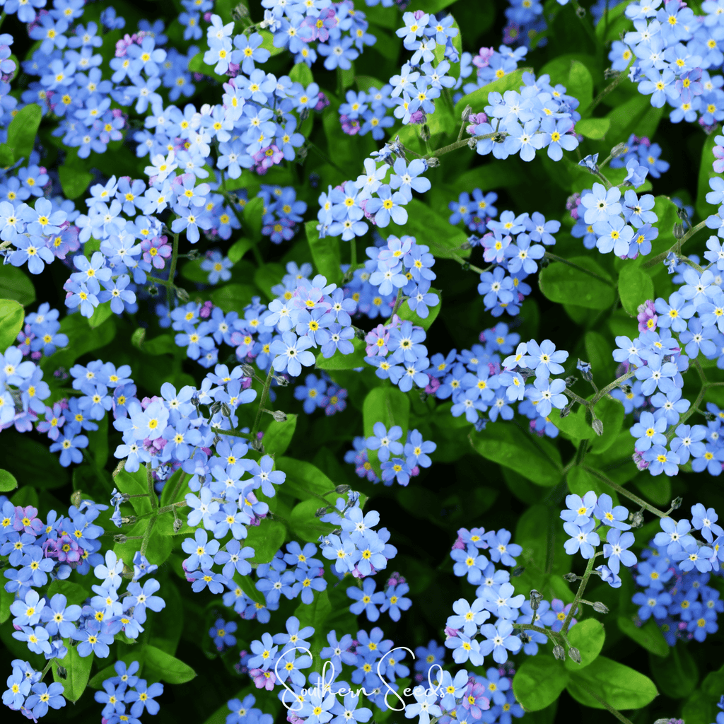 Pixie Patch Seed Collection – 10 Enchanted Varieties | Seeds | Wiccan Center