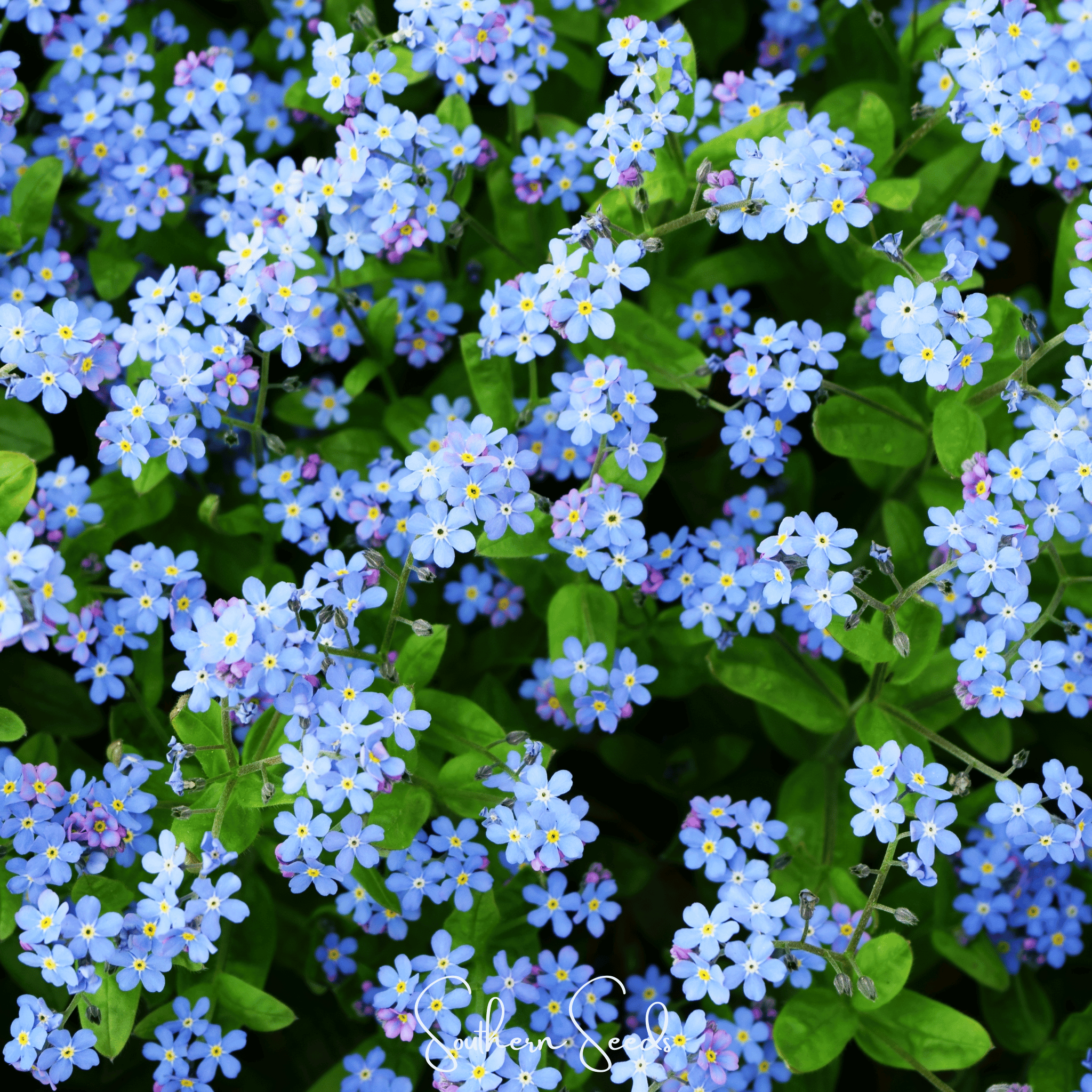 Pixie Patch Seed Collection – 10 Enchanted Varieties | Seeds | Wiccan Center