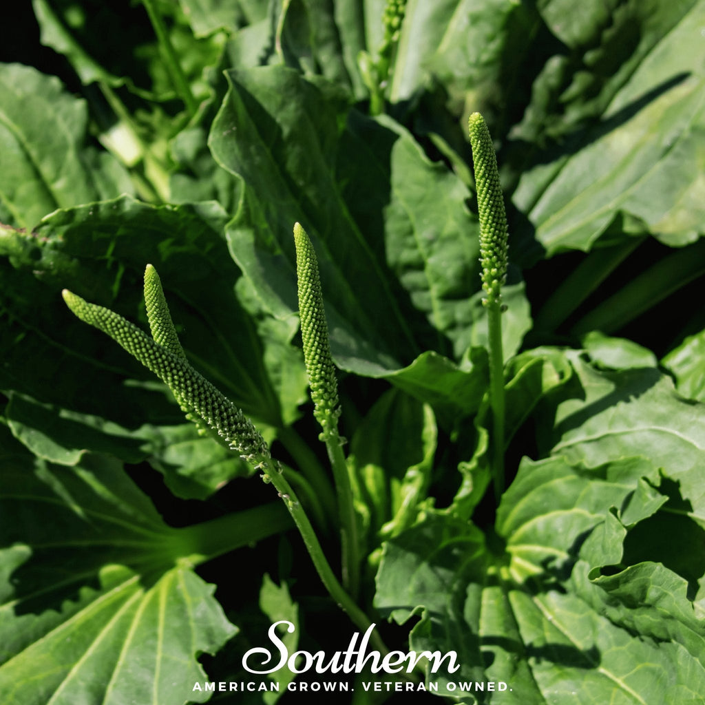 Plantain – 100 Seeds | | Wiccan Center