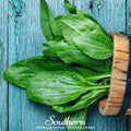Plantain – 100 Seeds | | Wiccan Center