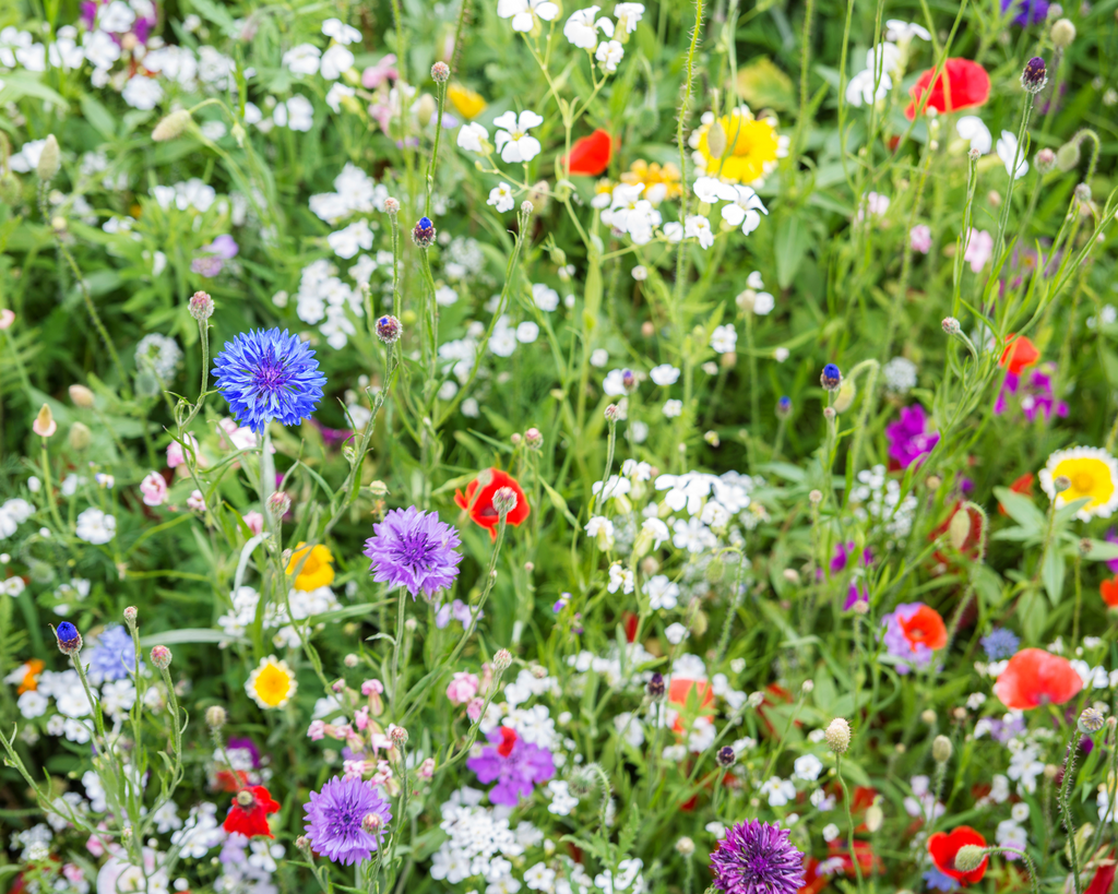 Pollinator Paradise Native Mix | | Wiccan Center
