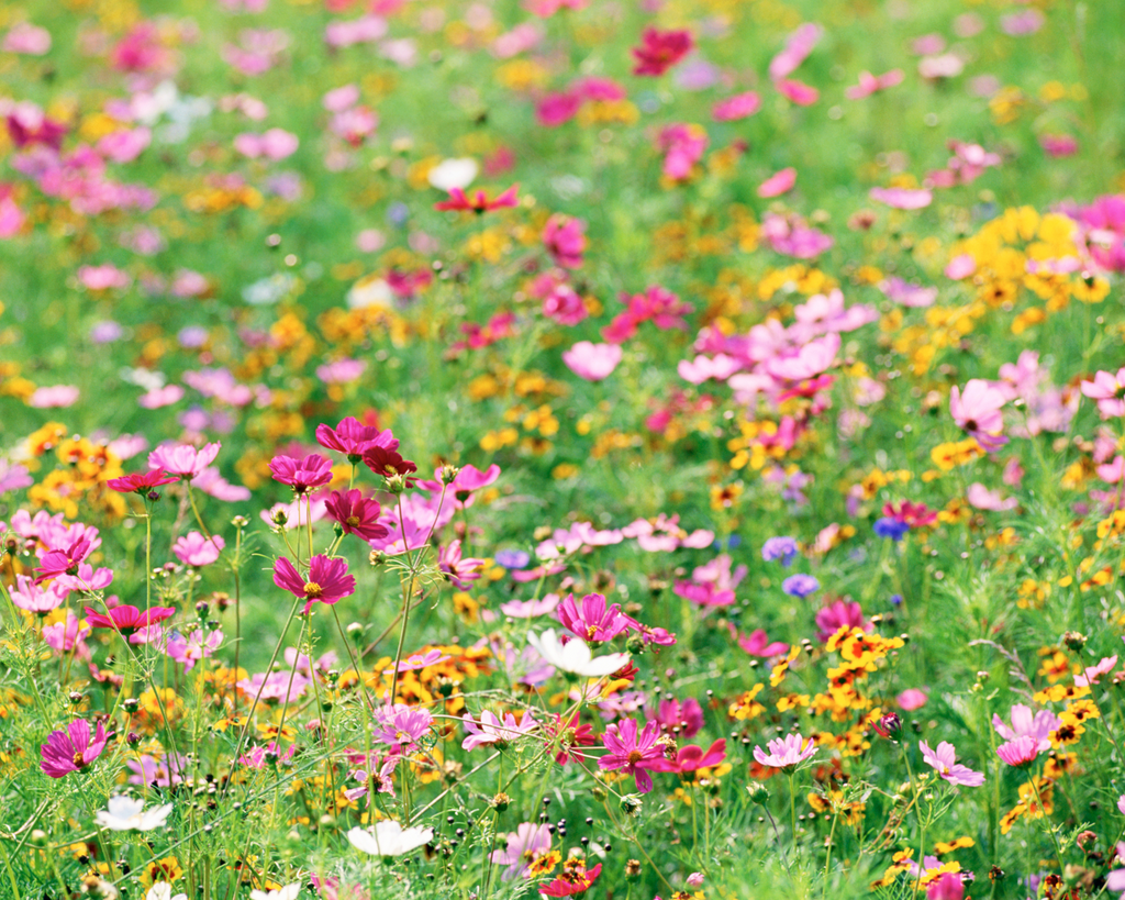 Pollinator Paradise Native Mix | | Wiccan Center