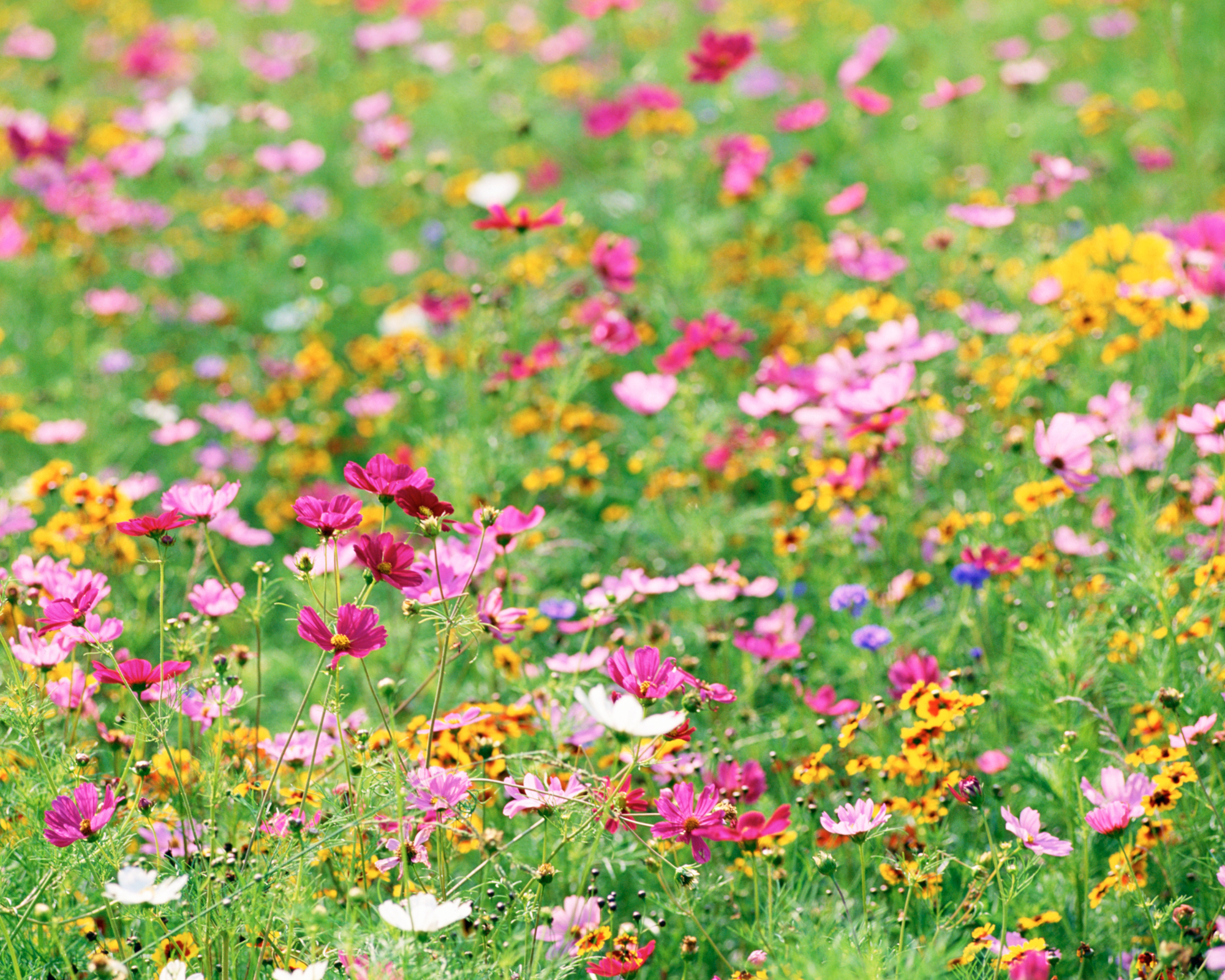 Pollinator Paradise Native Mix | | Wiccan Center