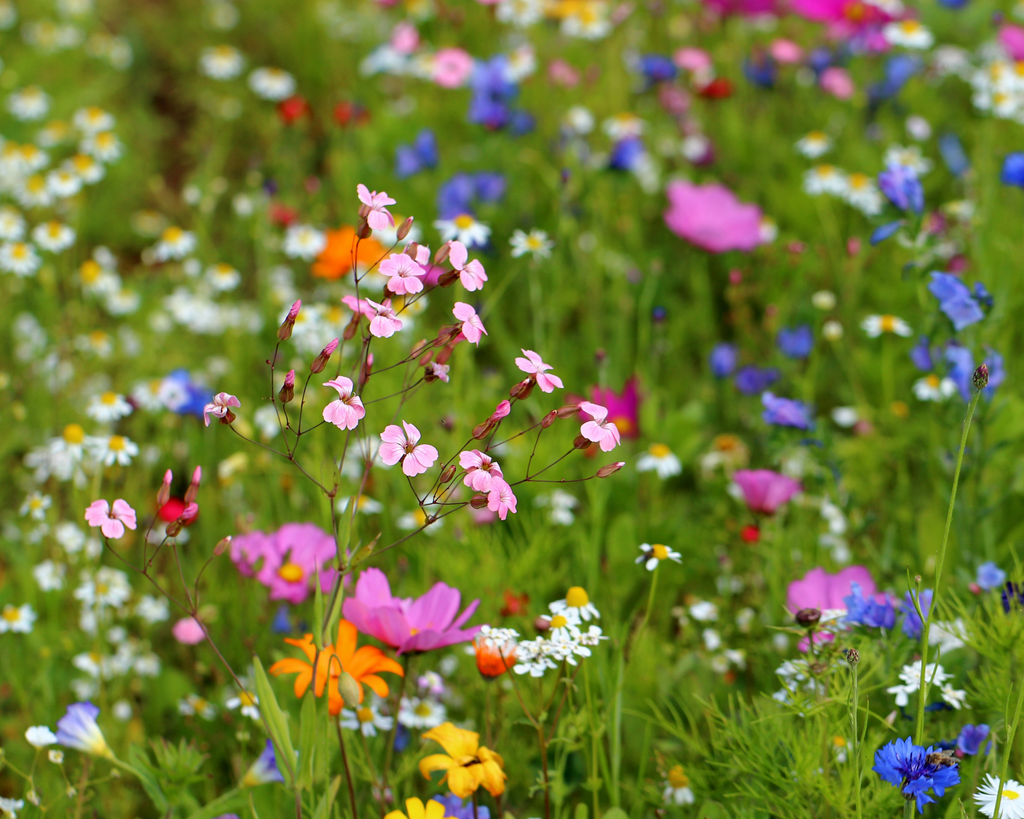 Pollinator Paradise Native Mix | | Wiccan Center