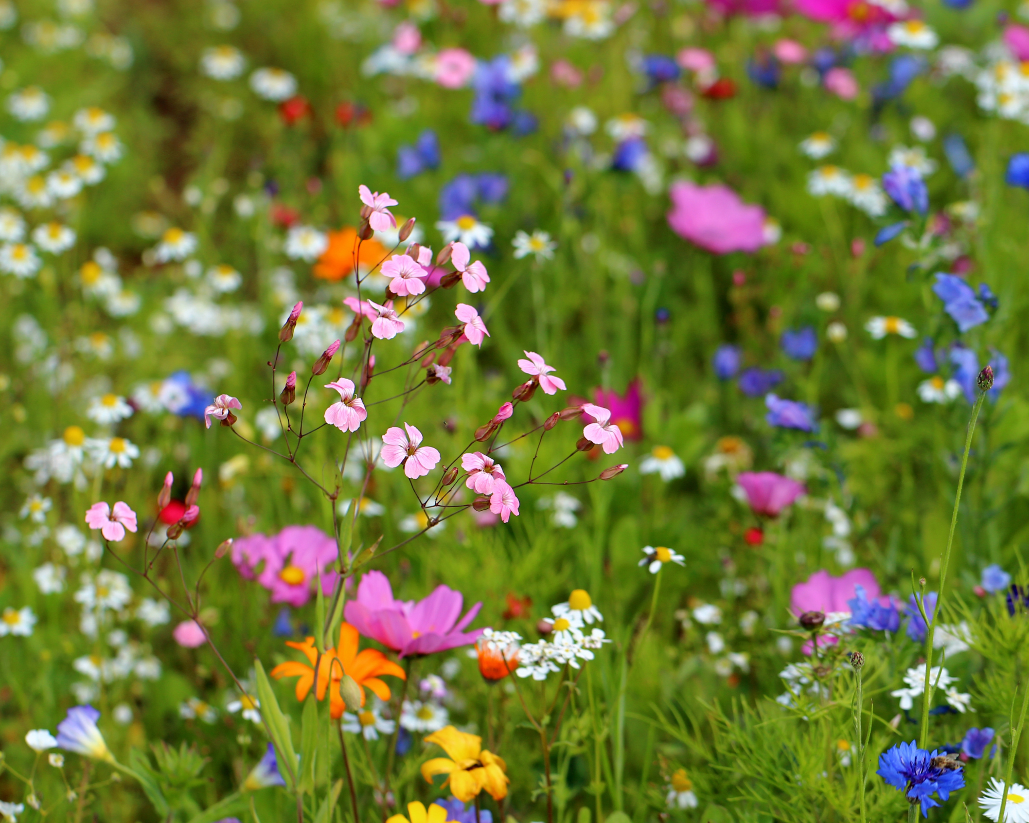 Pollinator Paradise Native Mix | | Wiccan Center