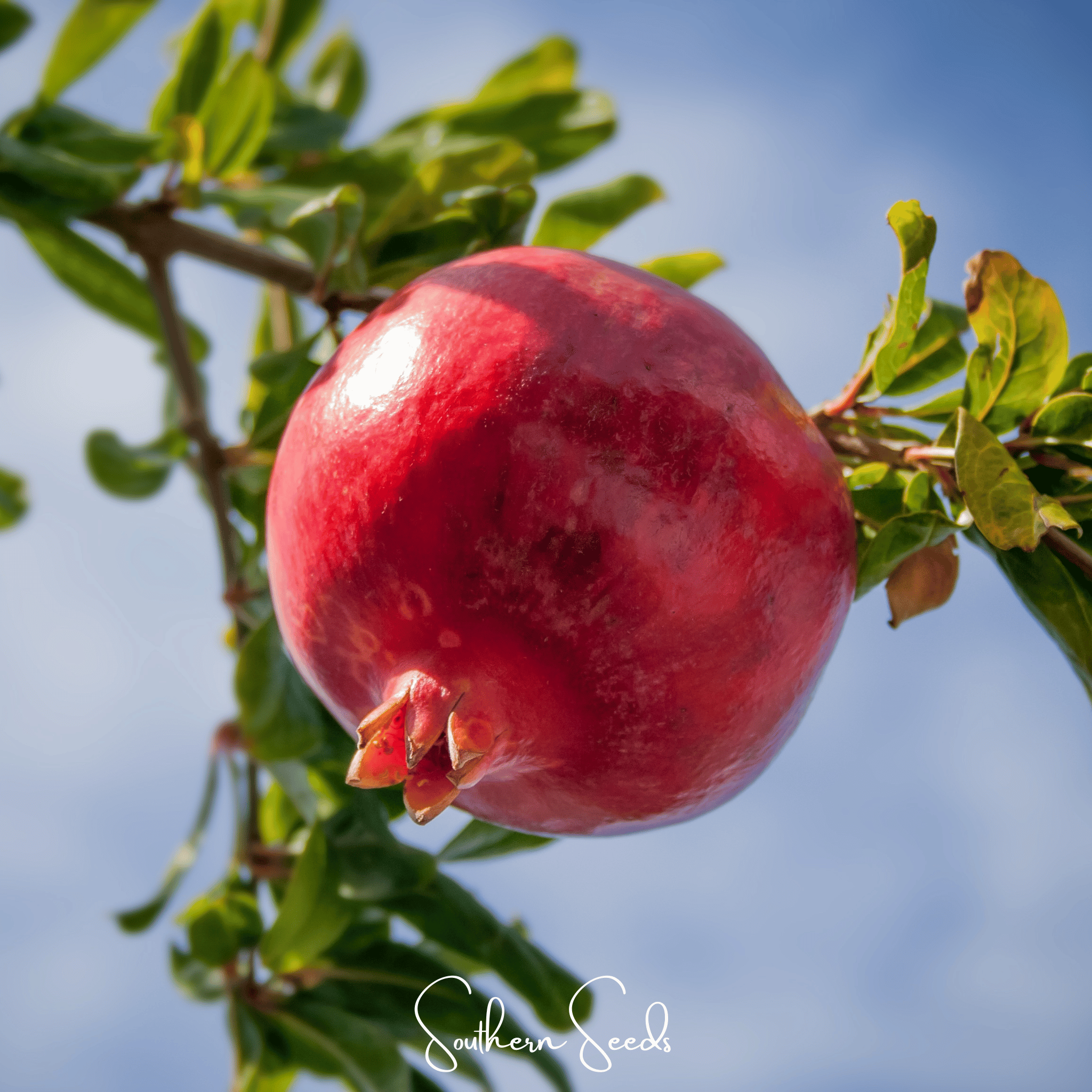 Pomegranate – 20 Seeds | Seeds | Wiccan Center