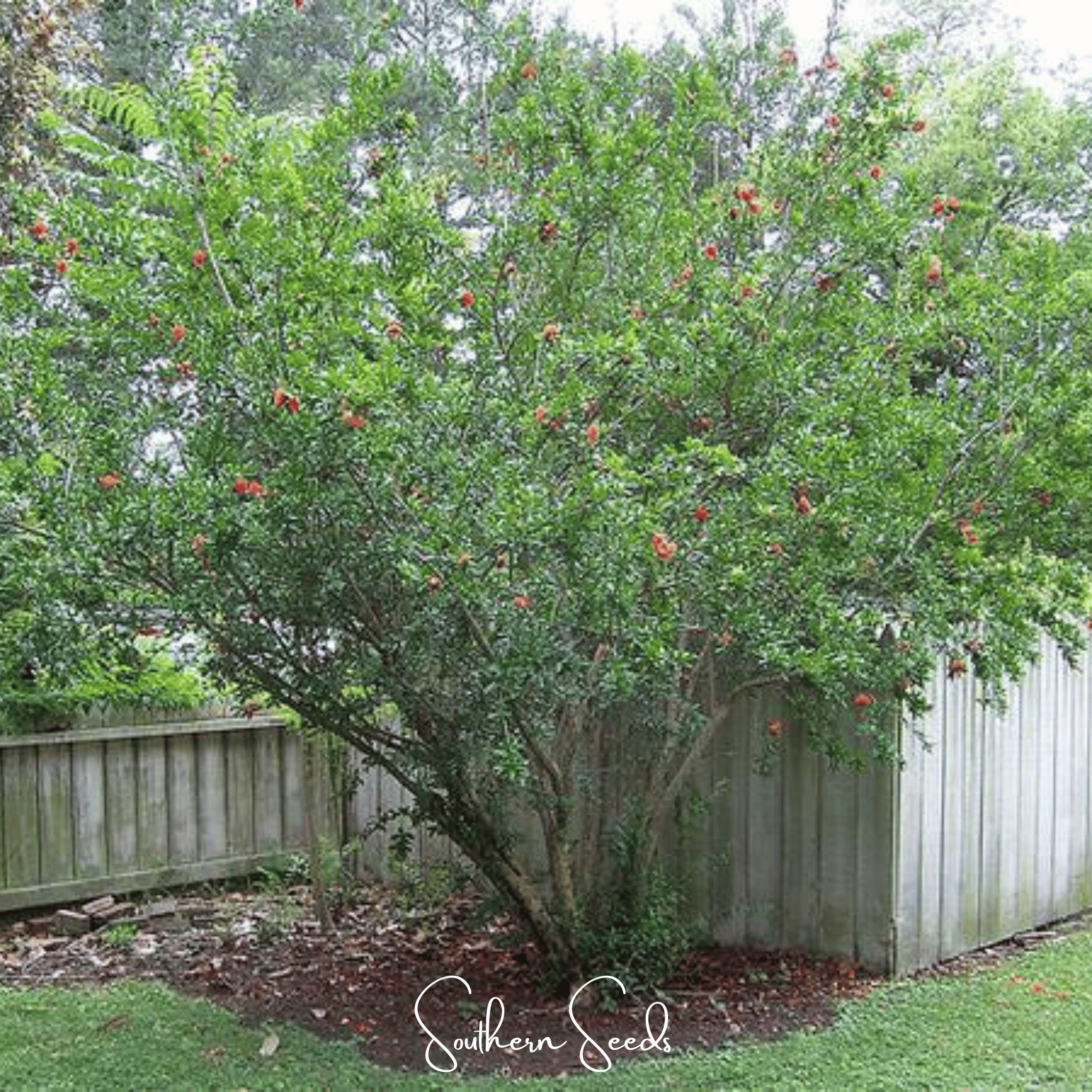 Pomegranate – 20 Seeds | Seeds | Wiccan Center