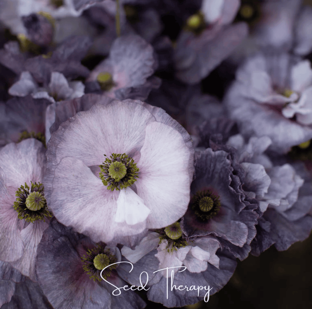 Amazing Grey Poppy – 25 Seeds | Seeds | Wiccan Center