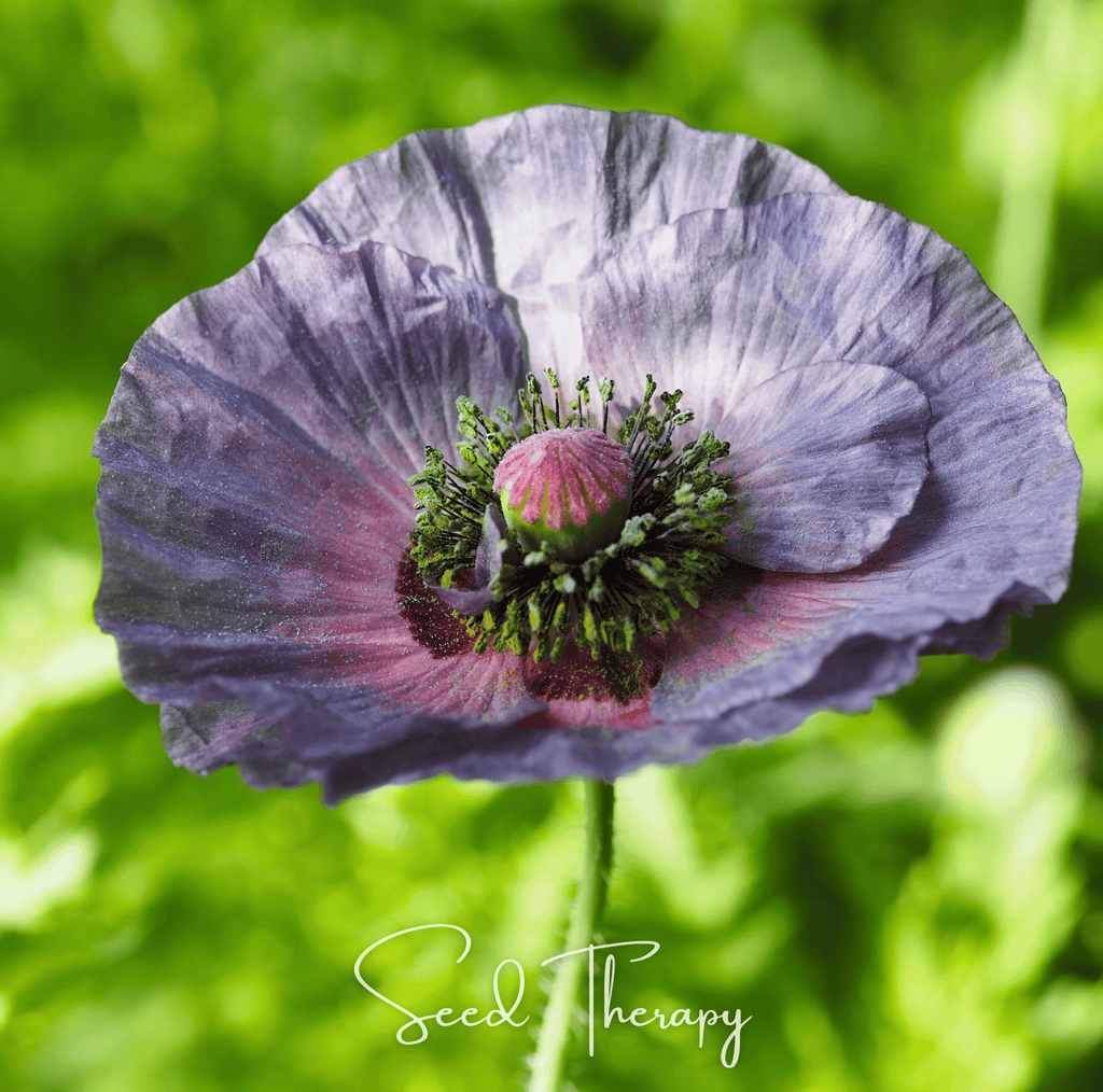 Amazing Grey Poppy – 25 Seeds | Seeds | Wiccan Center