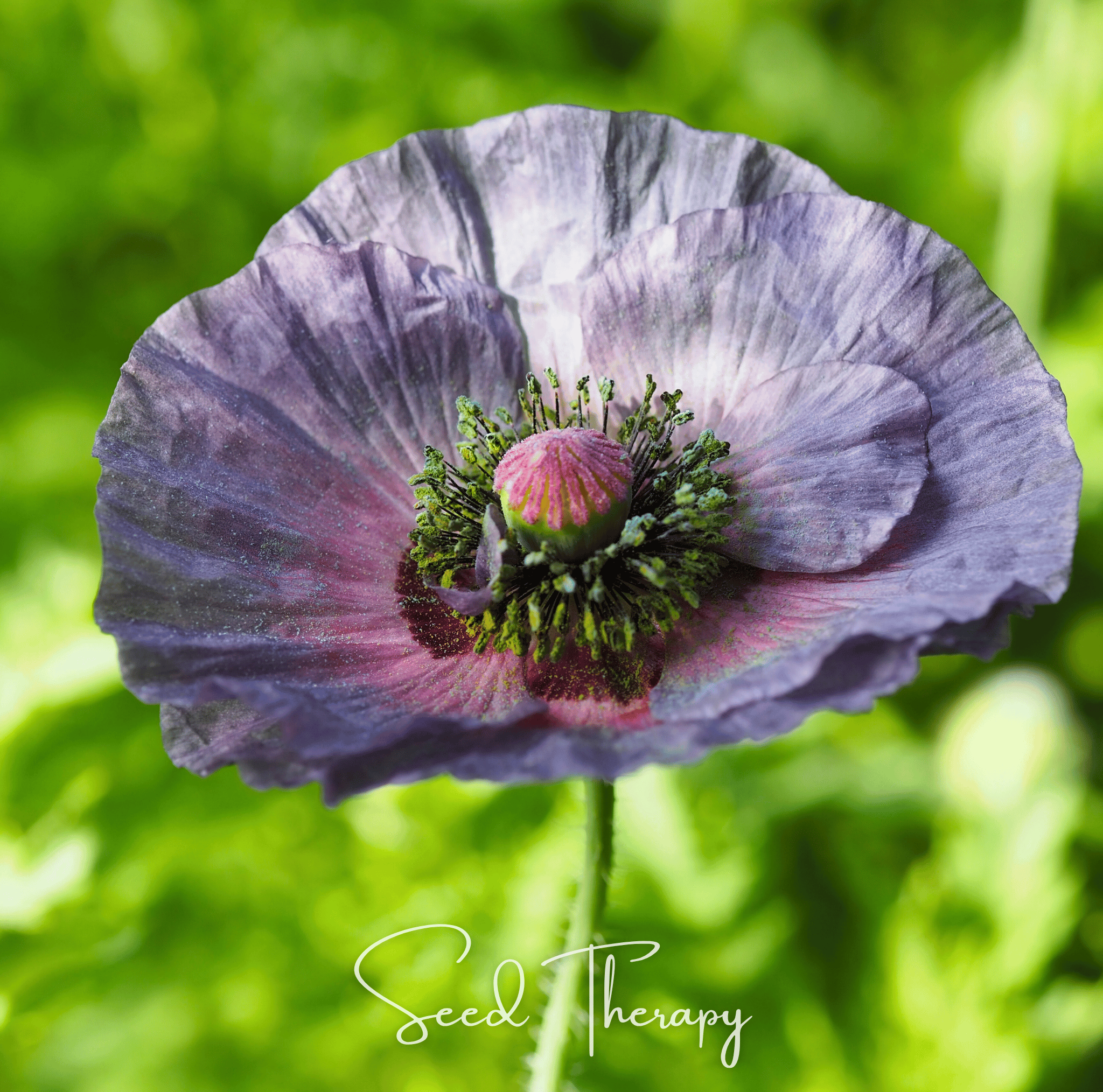 Amazing Grey Poppy – 25 Seeds | Seeds | Wiccan Center