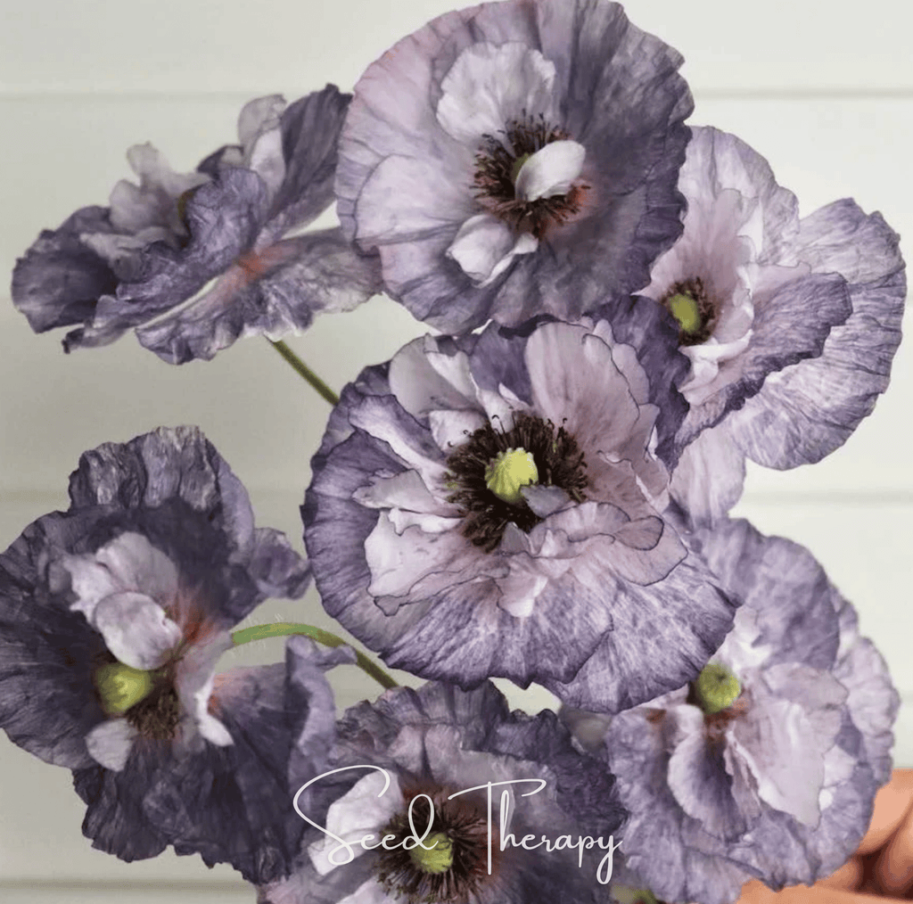 Amazing Grey Poppy – 25 Seeds | Seeds | Wiccan Center