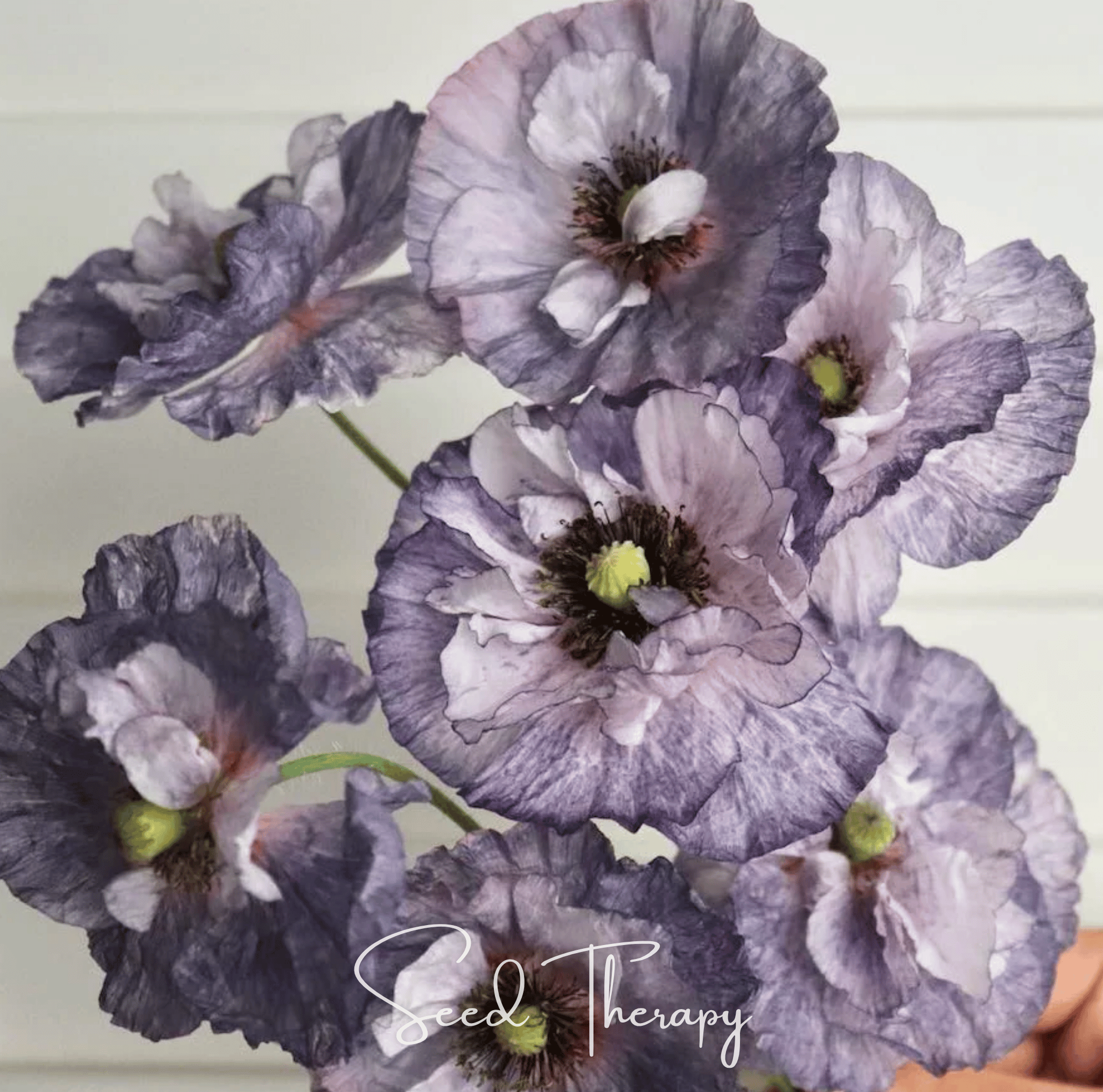 Amazing Grey Poppy – 25 Seeds | Seeds | Wiccan Center