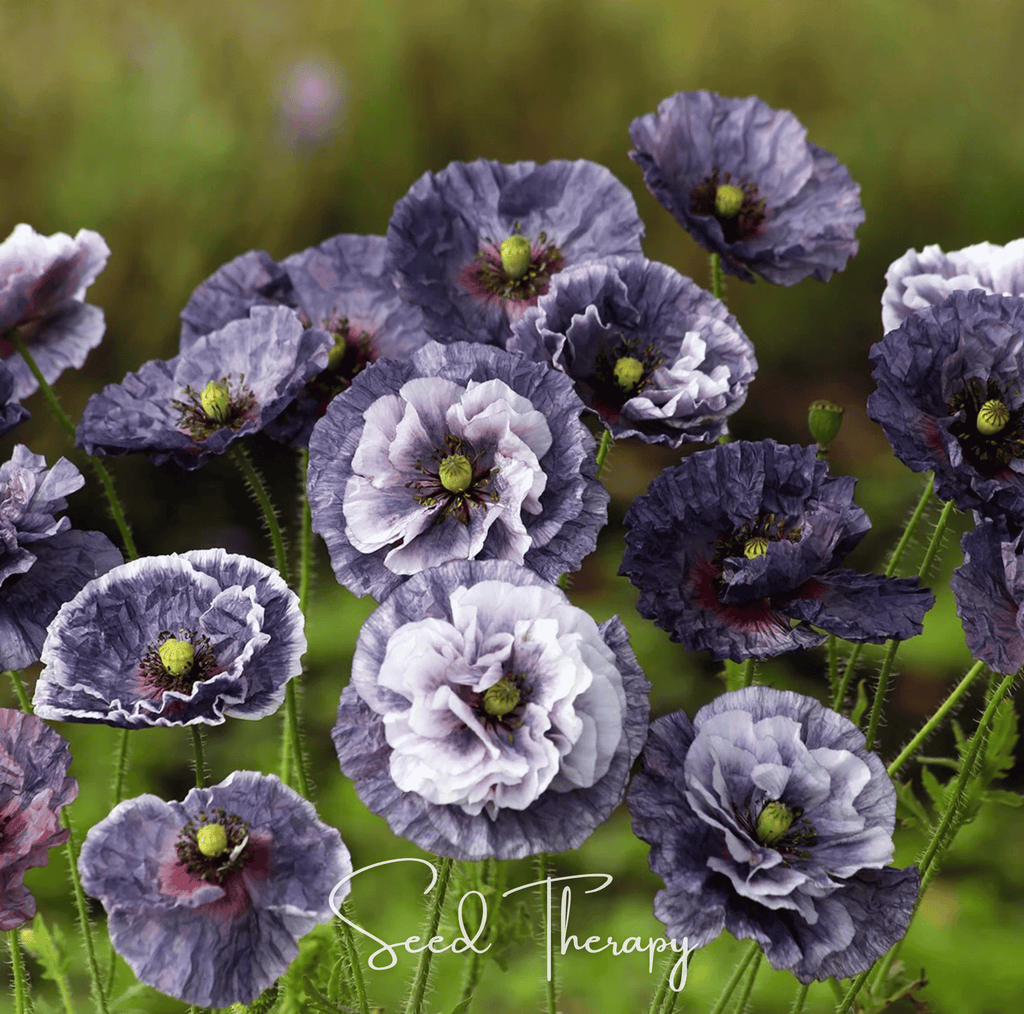 Amazing Grey Poppy – 25 Seeds | Seeds | Wiccan Center