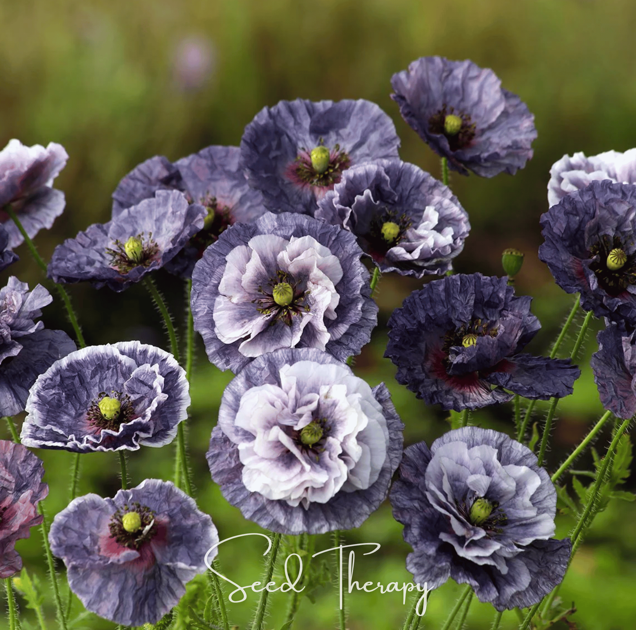Amazing Grey Poppy – 25 Seeds | Seeds | Wiccan Center
