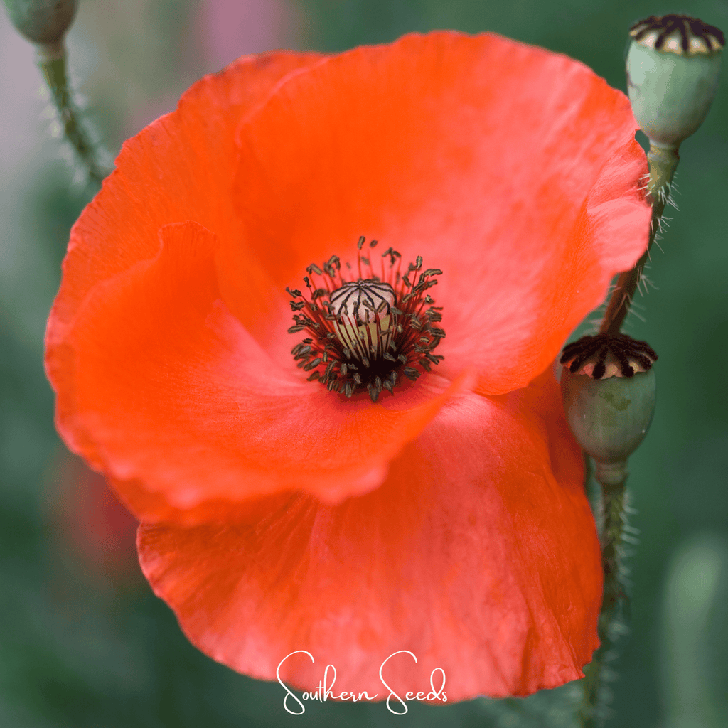 American Legion Poppy – 100 Seeds | Seeds | Wiccan Center