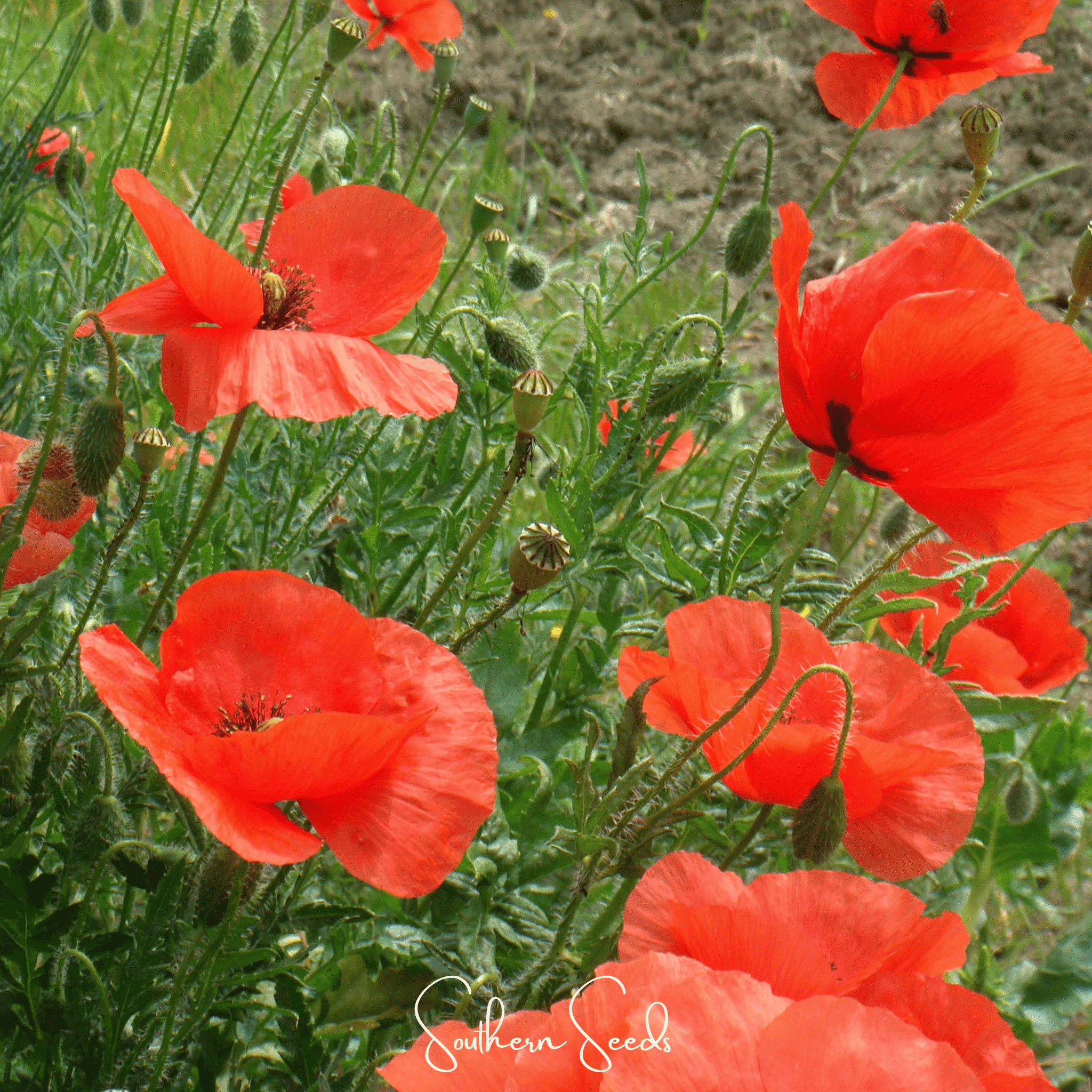 American Legion Poppy – 100 Seeds | Seeds | Wiccan Center