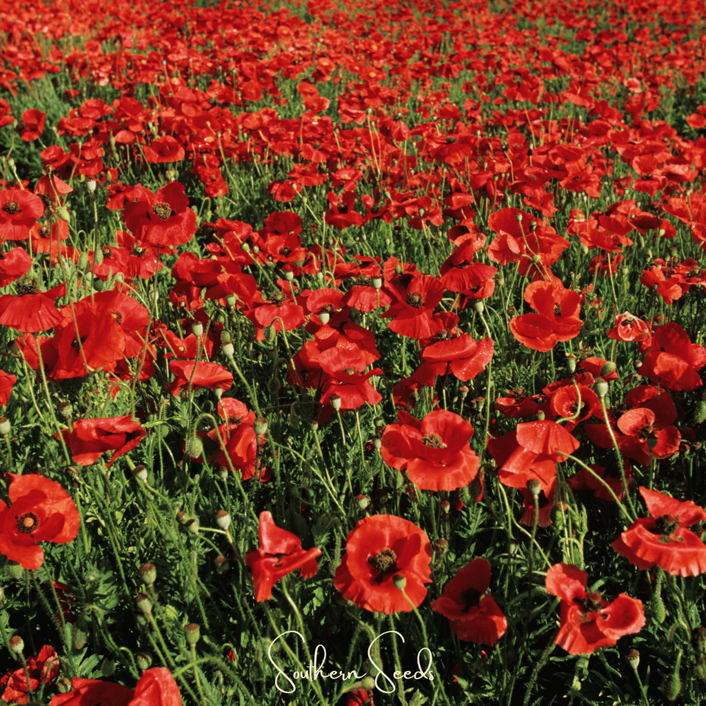 American Legion Poppy – 100 Seeds | Seeds | Wiccan Center