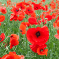 American Legion Poppy – 100 Seeds | Seeds | Wiccan Center