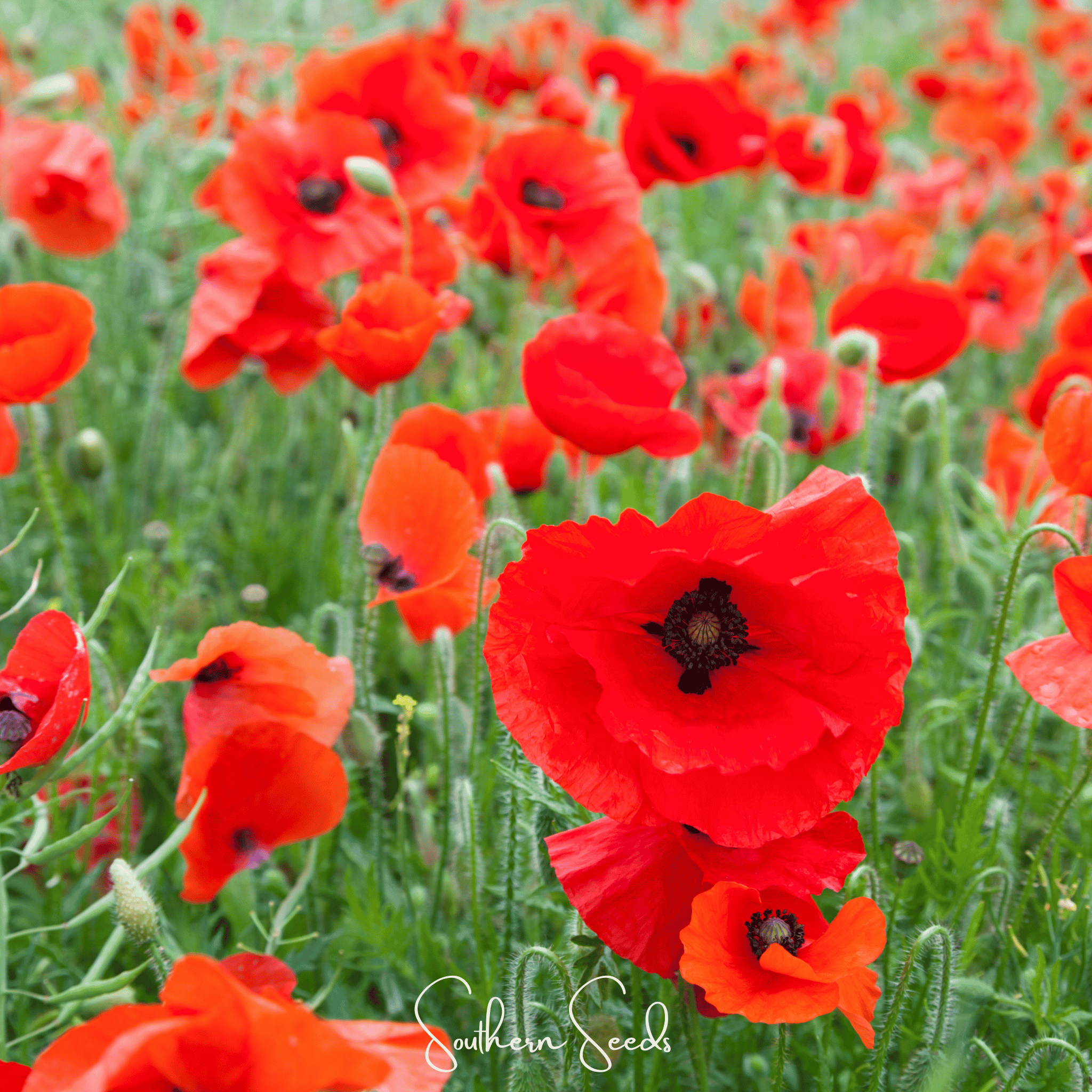 American Legion Poppy – 100 Seeds | Seeds | Wiccan Center