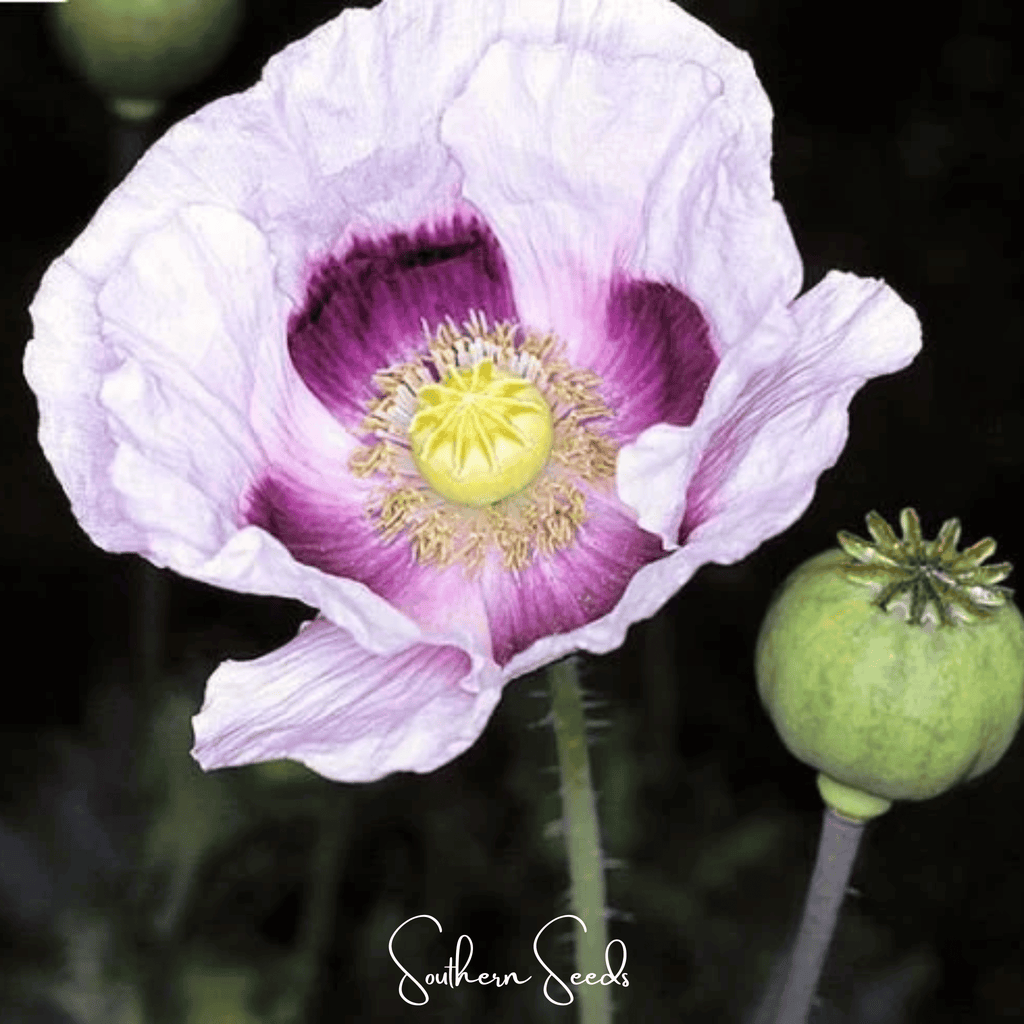 Blue Moon Poppy – 250 Seeds | Seeds | Wiccan Center