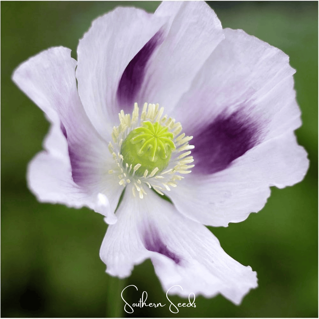 Blue Moon Poppy – 250 Seeds | Seeds | Wiccan Center