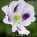 Blue Moon Poppy – 250 Seeds | Seeds | Wiccan Center