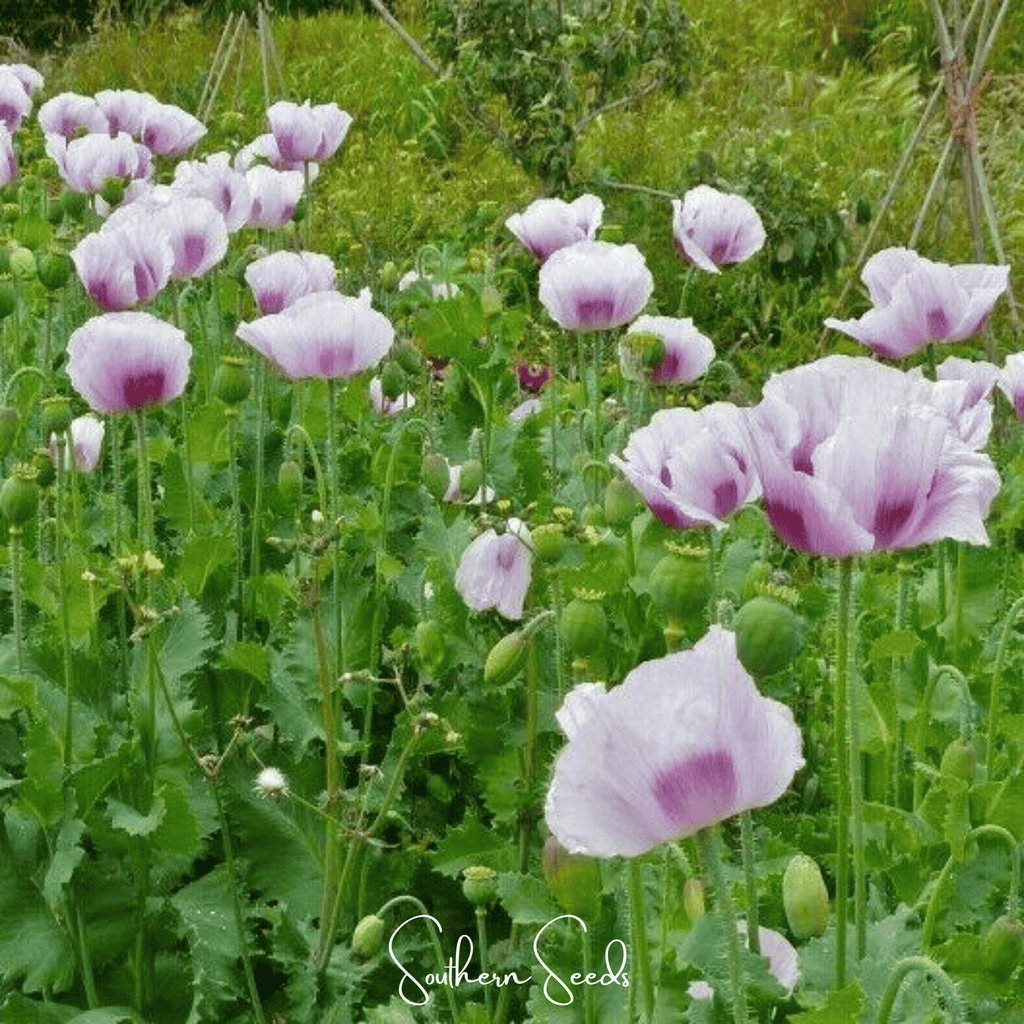 Blue Moon Poppy – 250 Seeds | Seeds | Wiccan Center