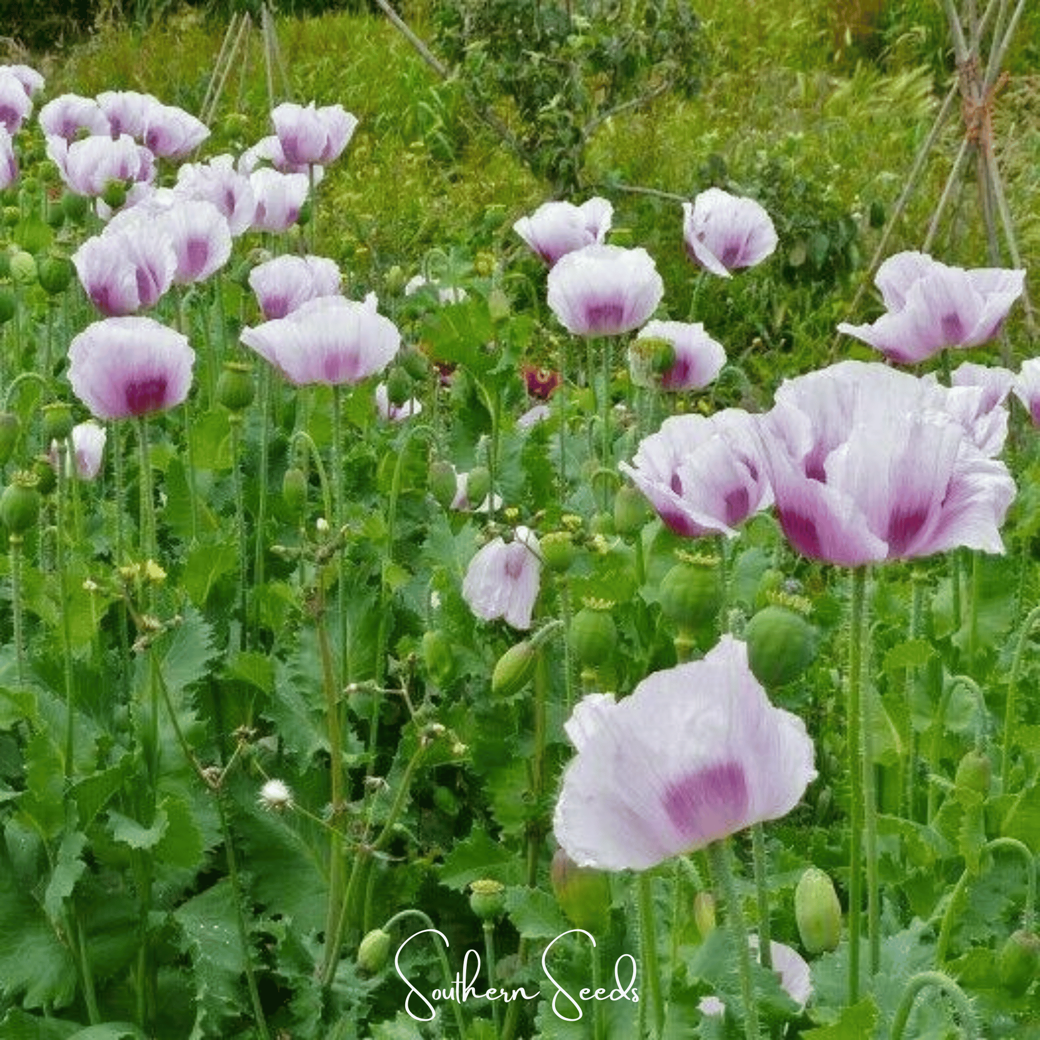 Blue Moon Poppy – 250 Seeds | Seeds | Wiccan Center