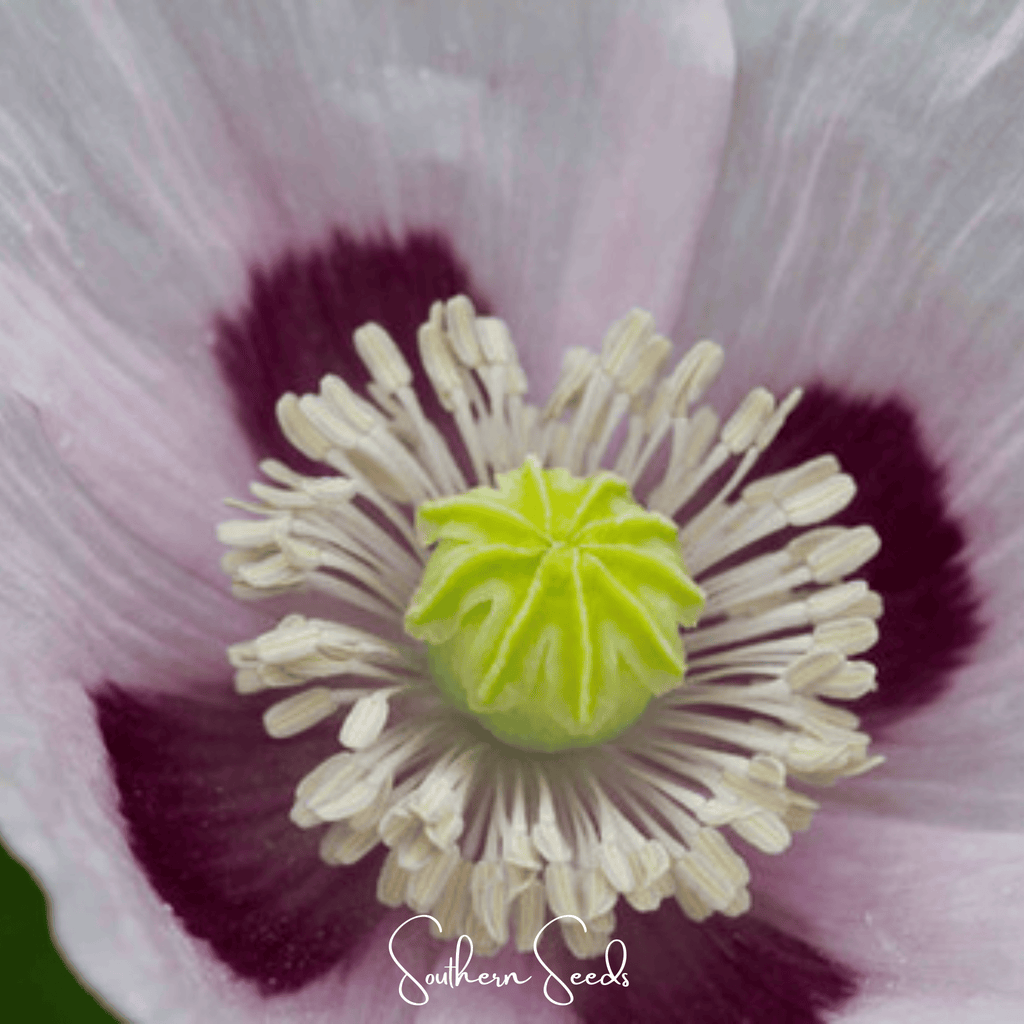 Blue Moon Poppy – 250 Seeds | Seeds | Wiccan Center