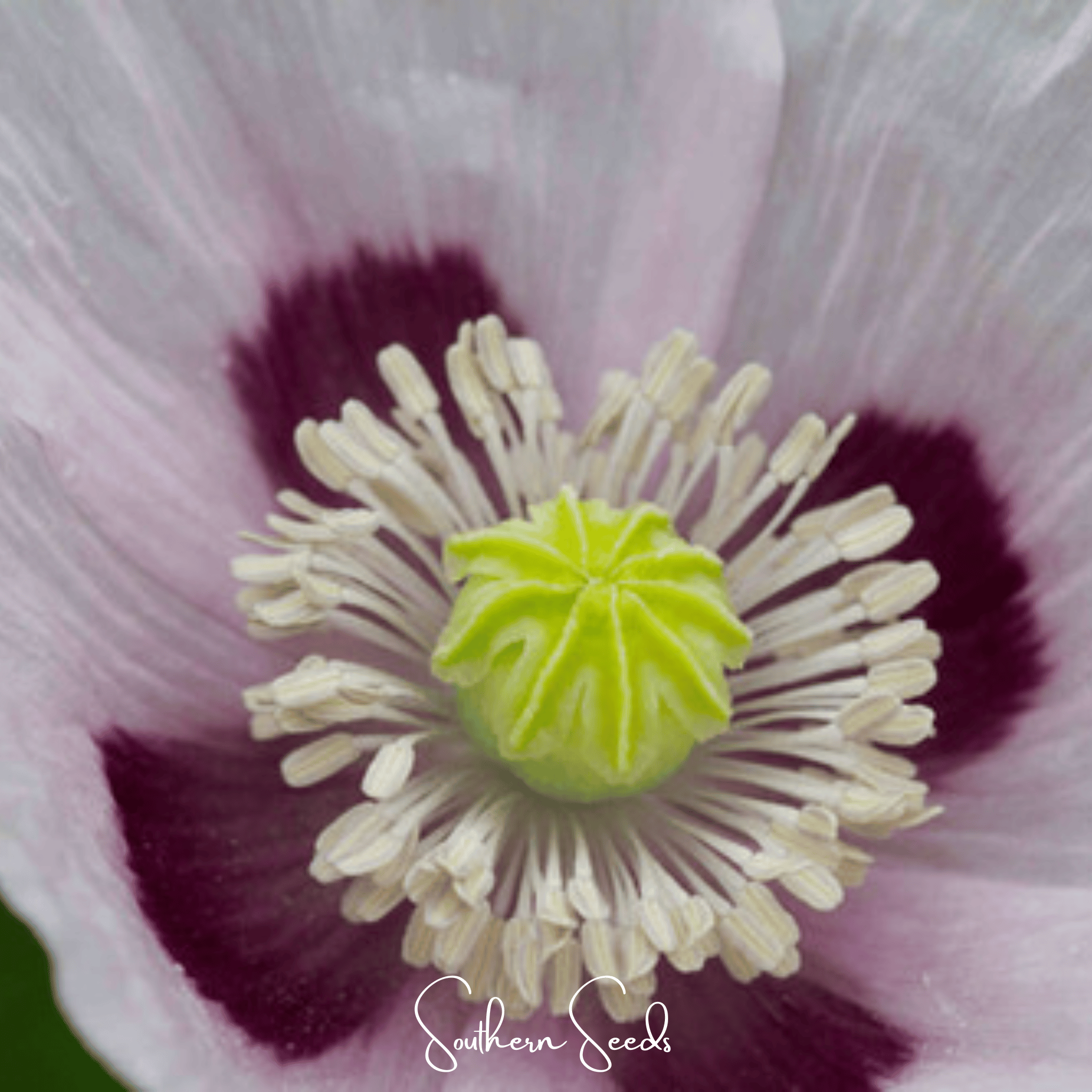 Blue Moon Poppy – 250 Seeds | Seeds | Wiccan Center