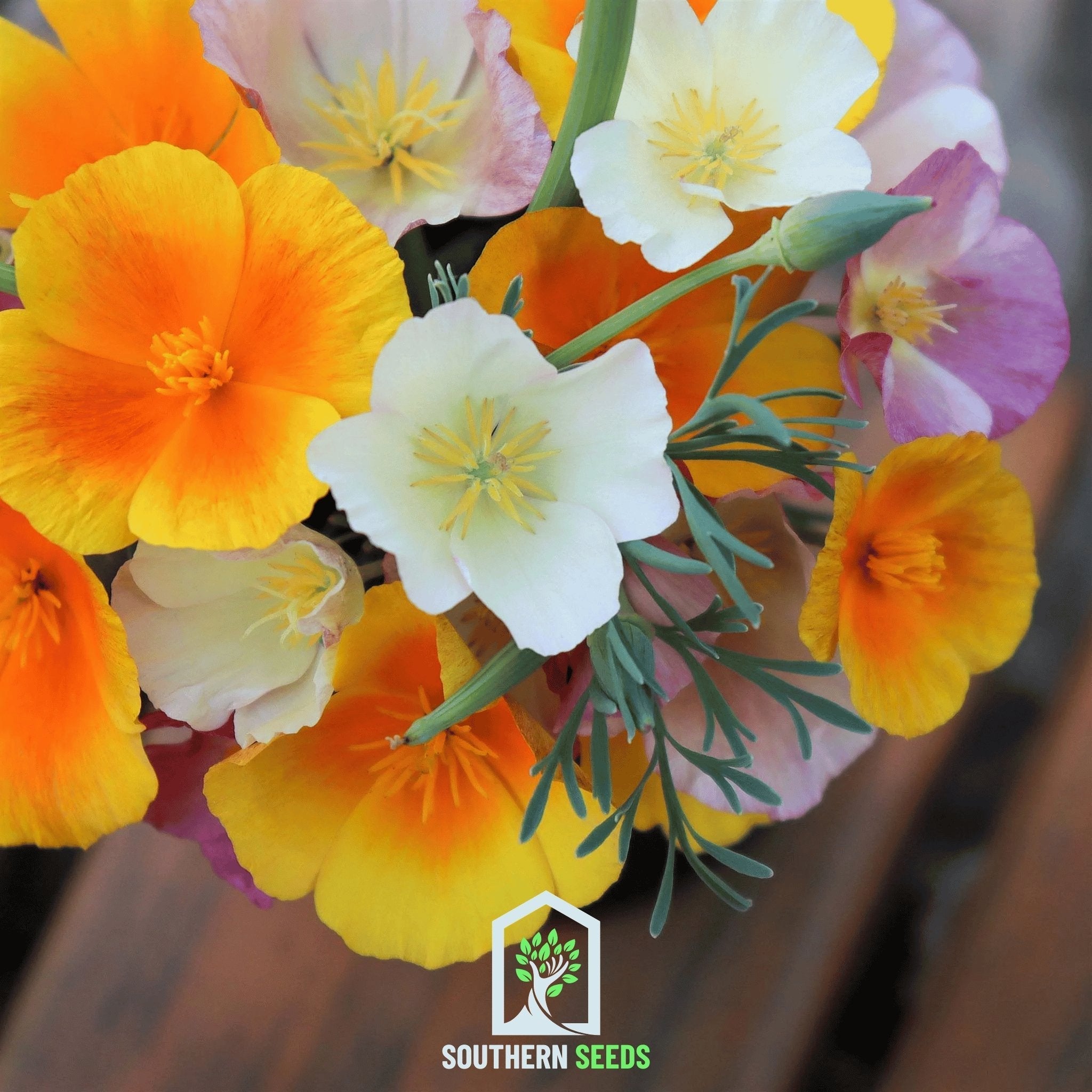 California Poppy Mix – 200 Seeds | Seeds | Wiccan Center