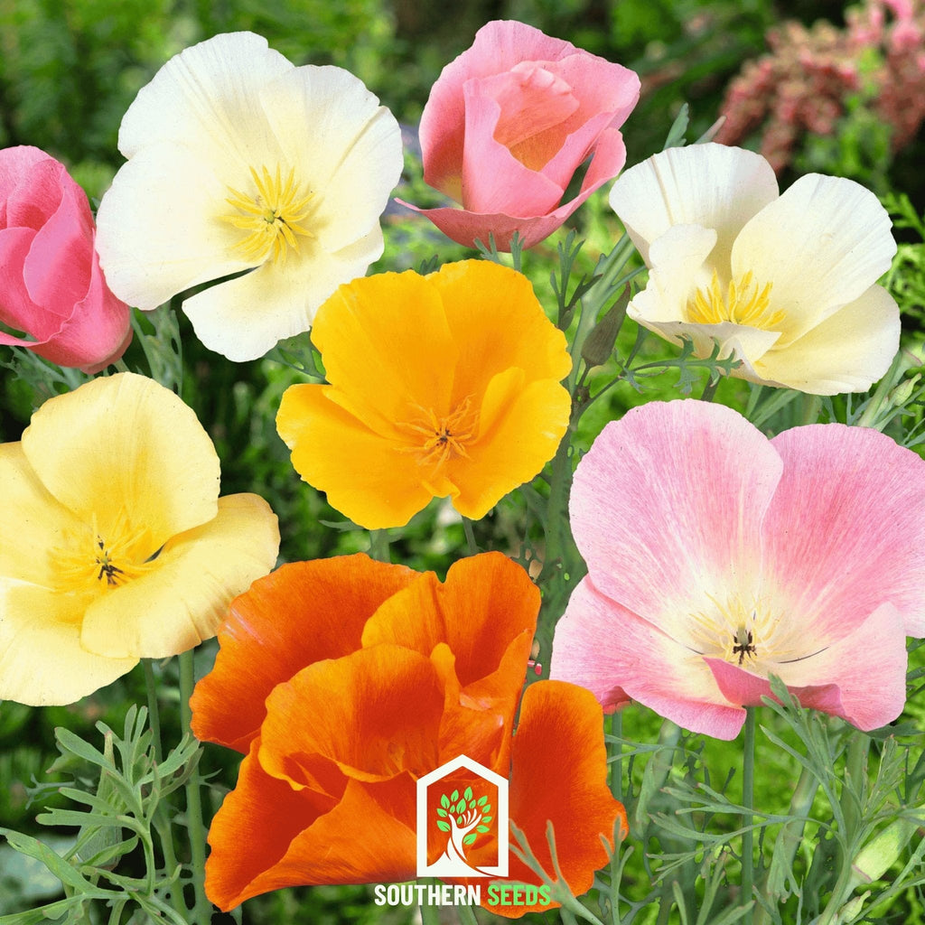 California Poppy Mix – 200 Seeds | Seeds | Wiccan Center