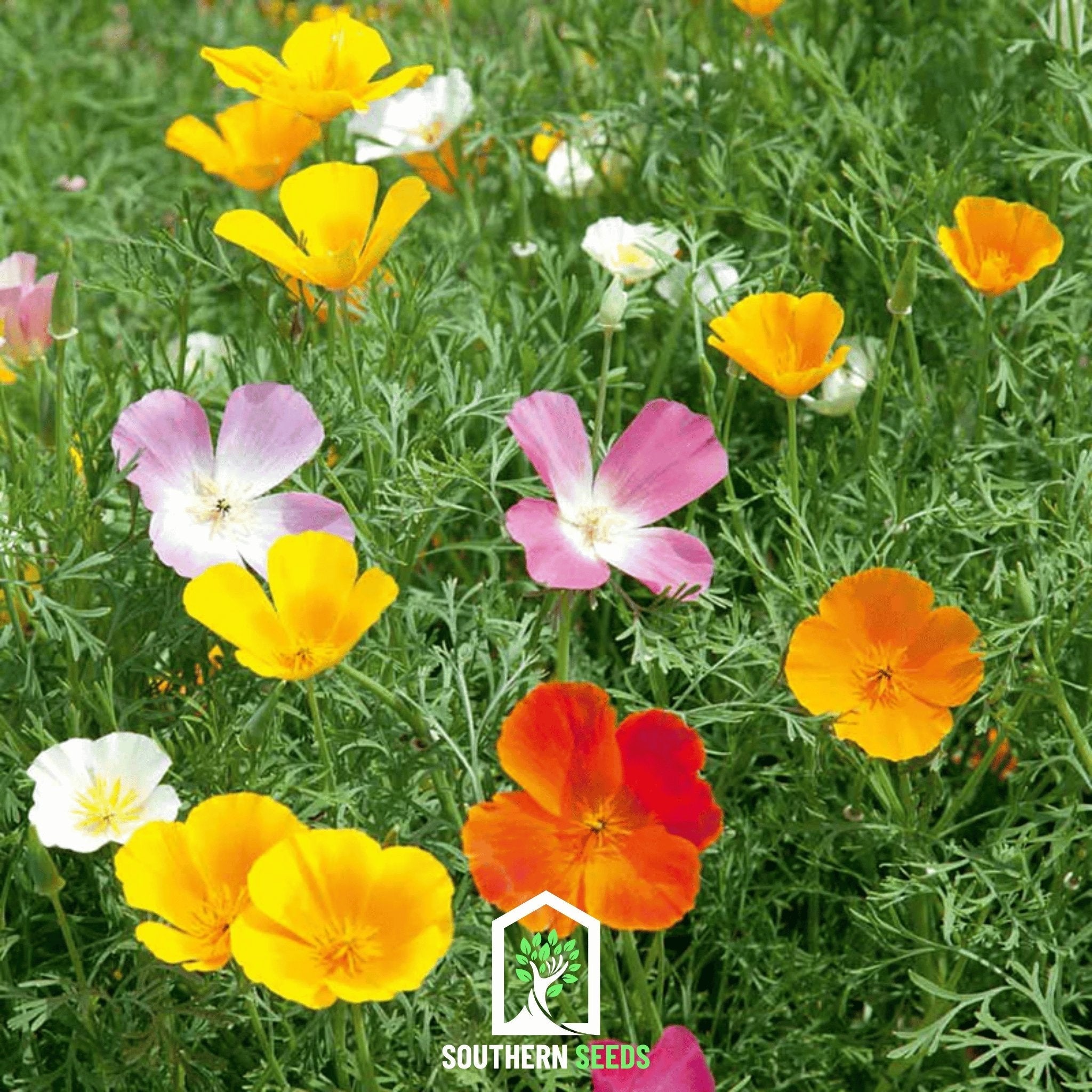 California Poppy Mix – 200 Seeds | Seeds | Wiccan Center