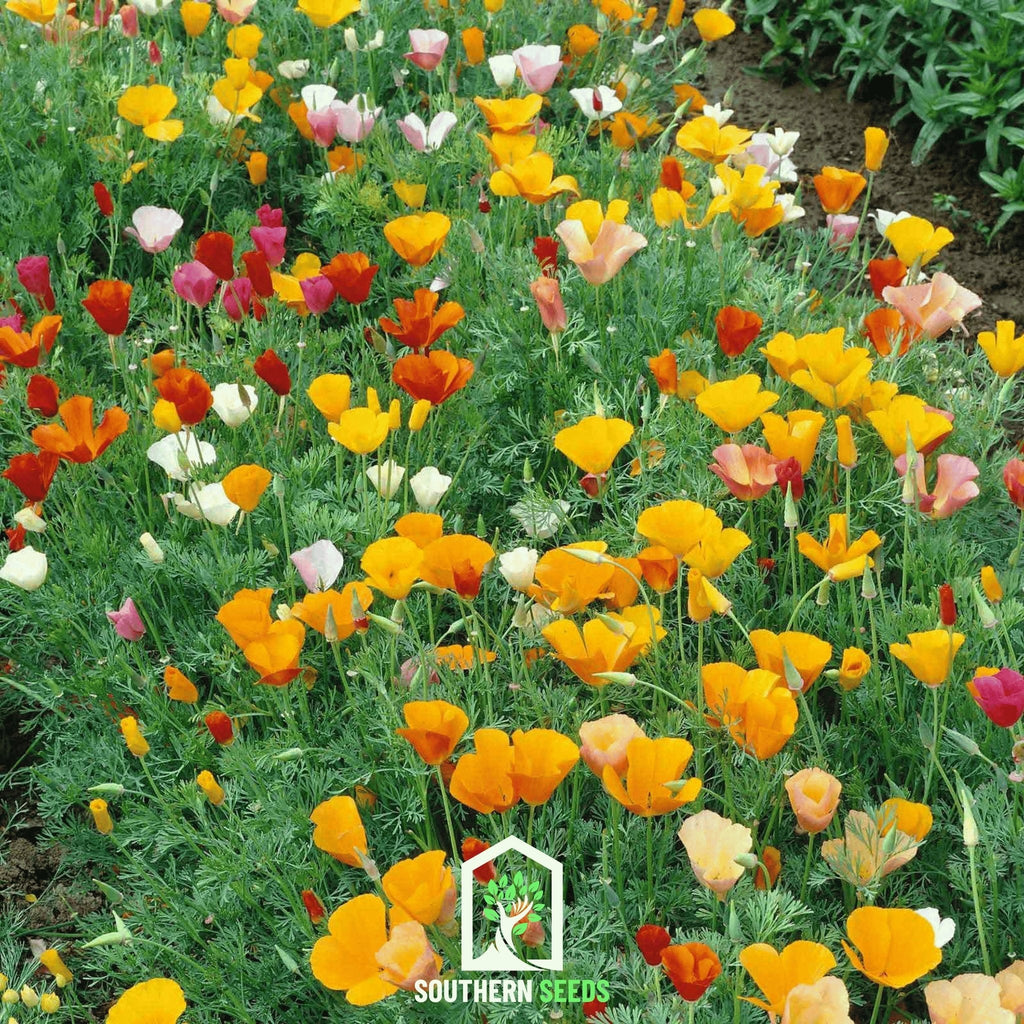 California Poppy Mix – 200 Seeds | Seeds | Wiccan Center